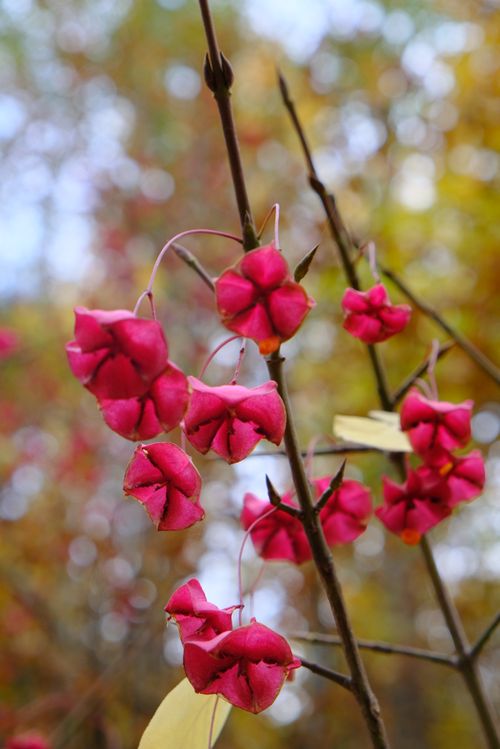 Free Close-up of pink Euonymus berries against a colorful fall backdrop, showcasing nature's beauty. Stock Photo