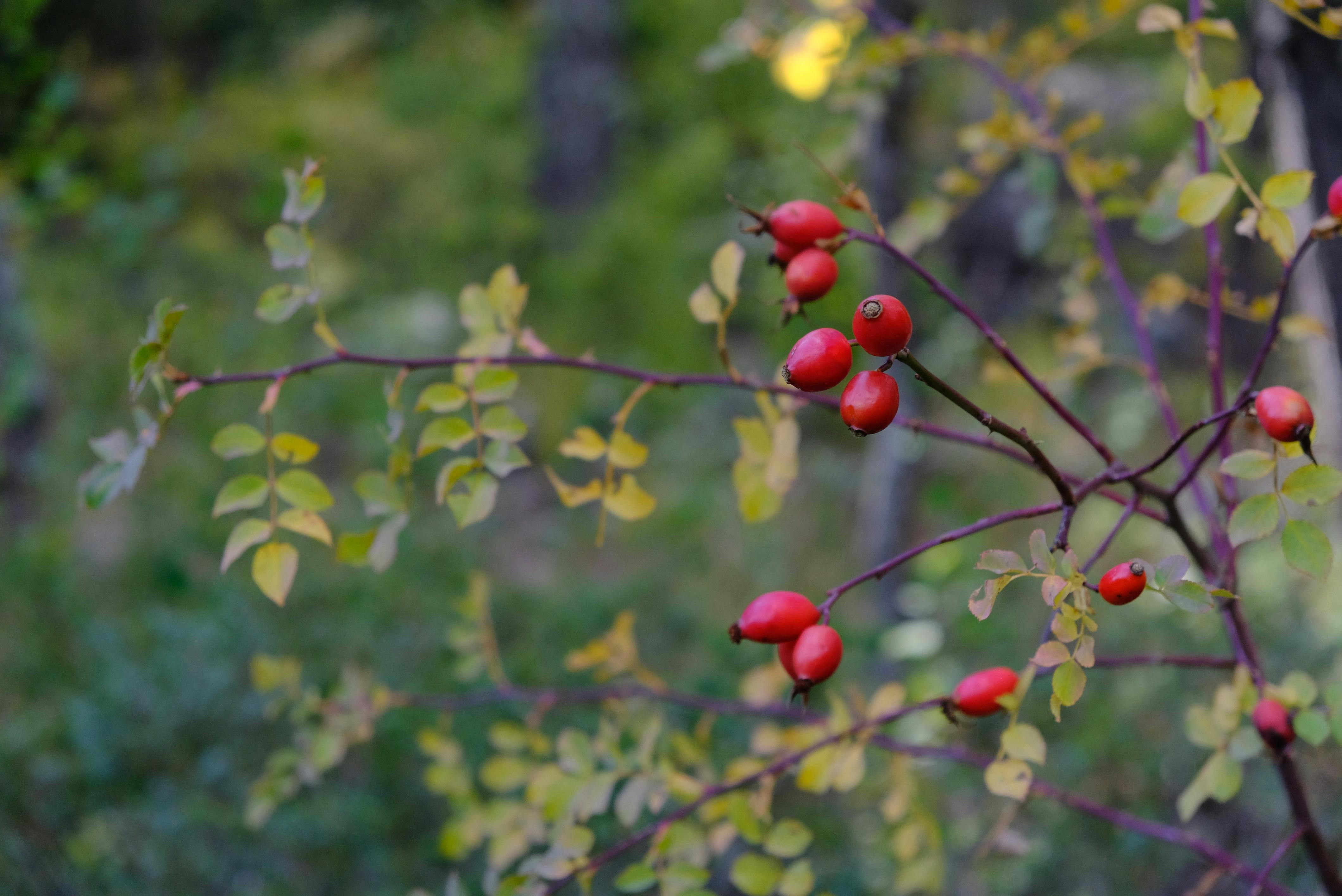 北農嚴選台灣鮮果首進桃園機場 打造國際水果王國新門面