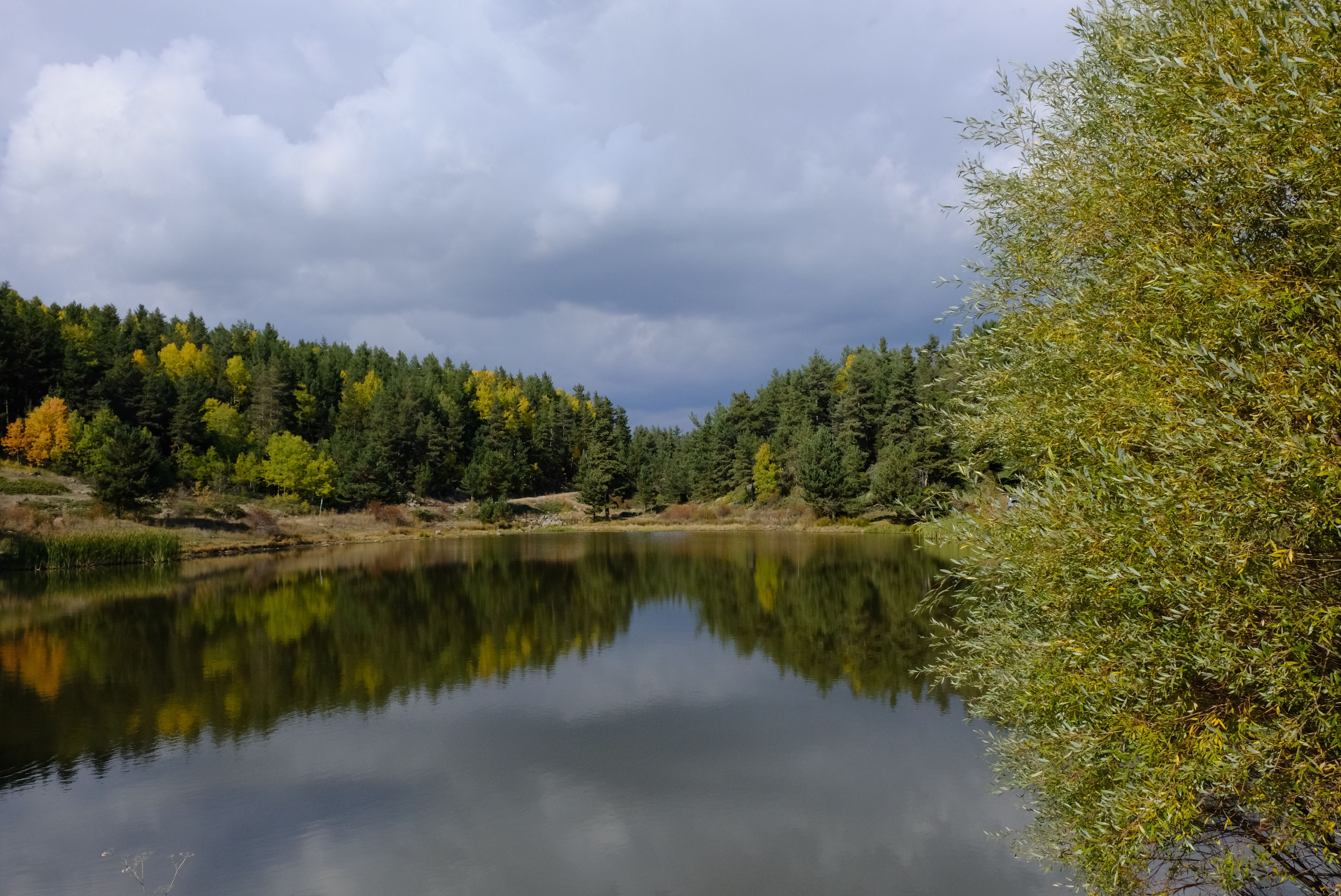 Serene Lake Surrounded by Lush Forest · Free Stock Photo