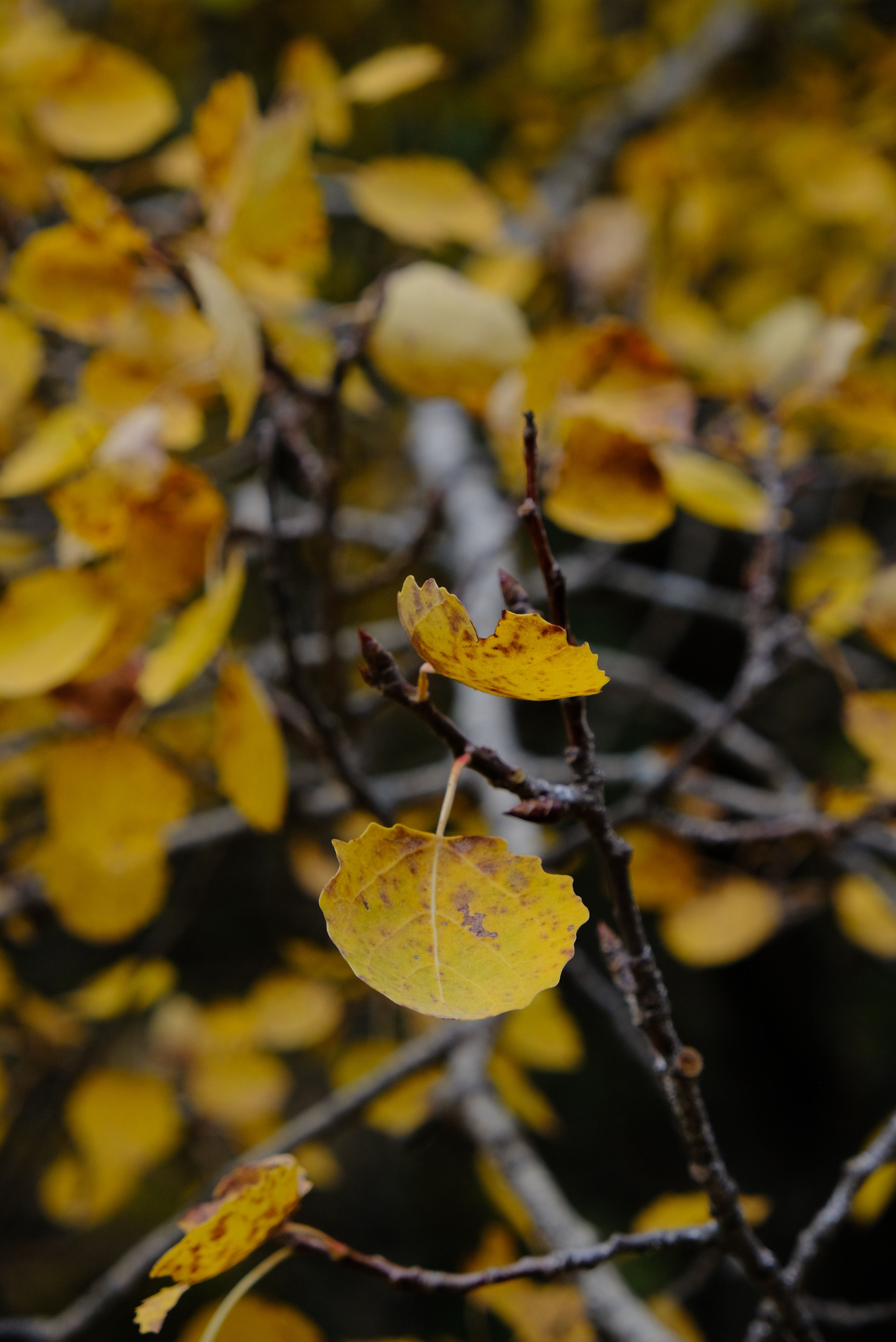 Vibrant Yellow Autumn Leaves on Branch · Free Stock Photo