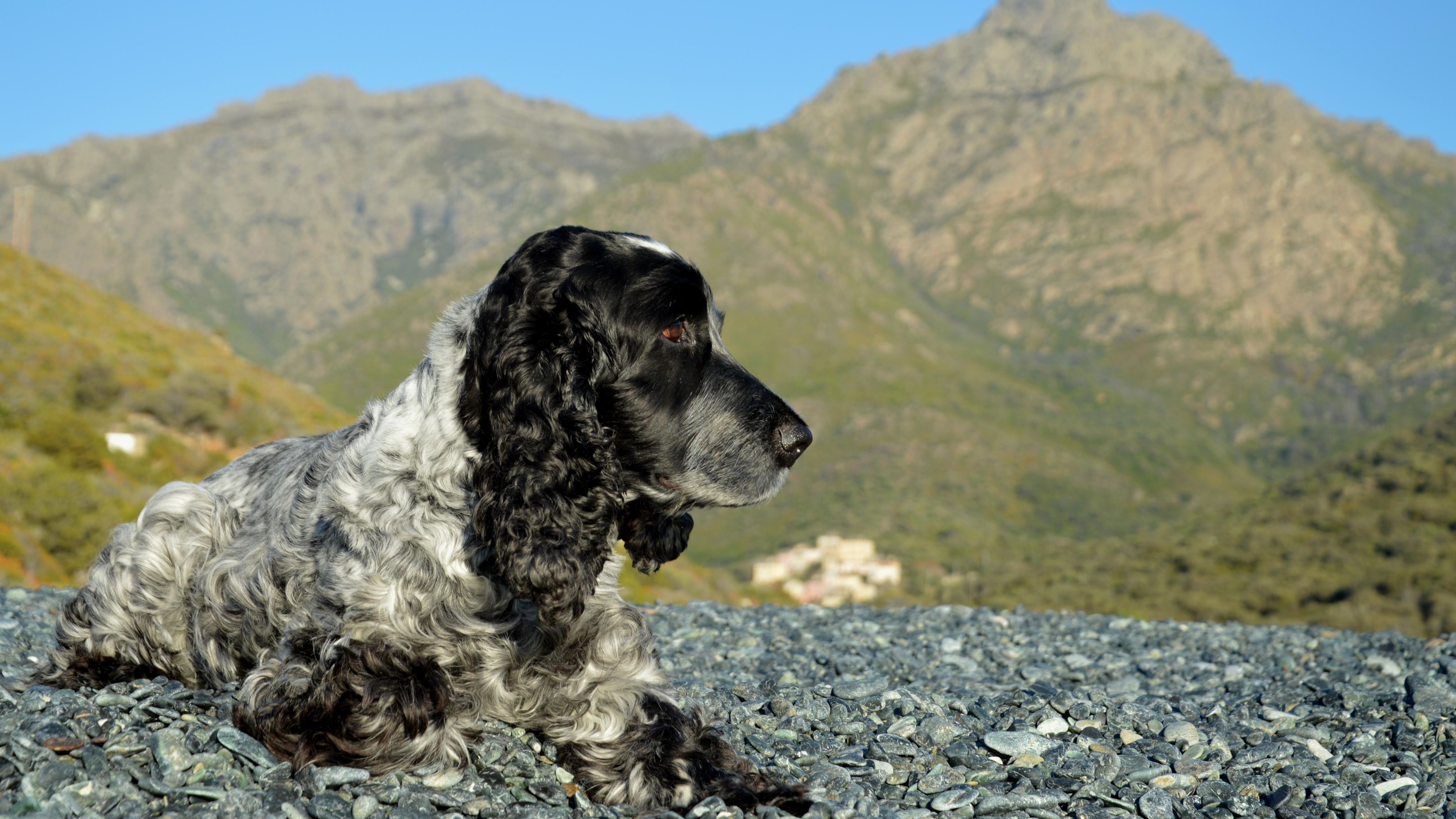 English Cocker Spaniel in Corsican Mountain Landscape · Free Stock Photo