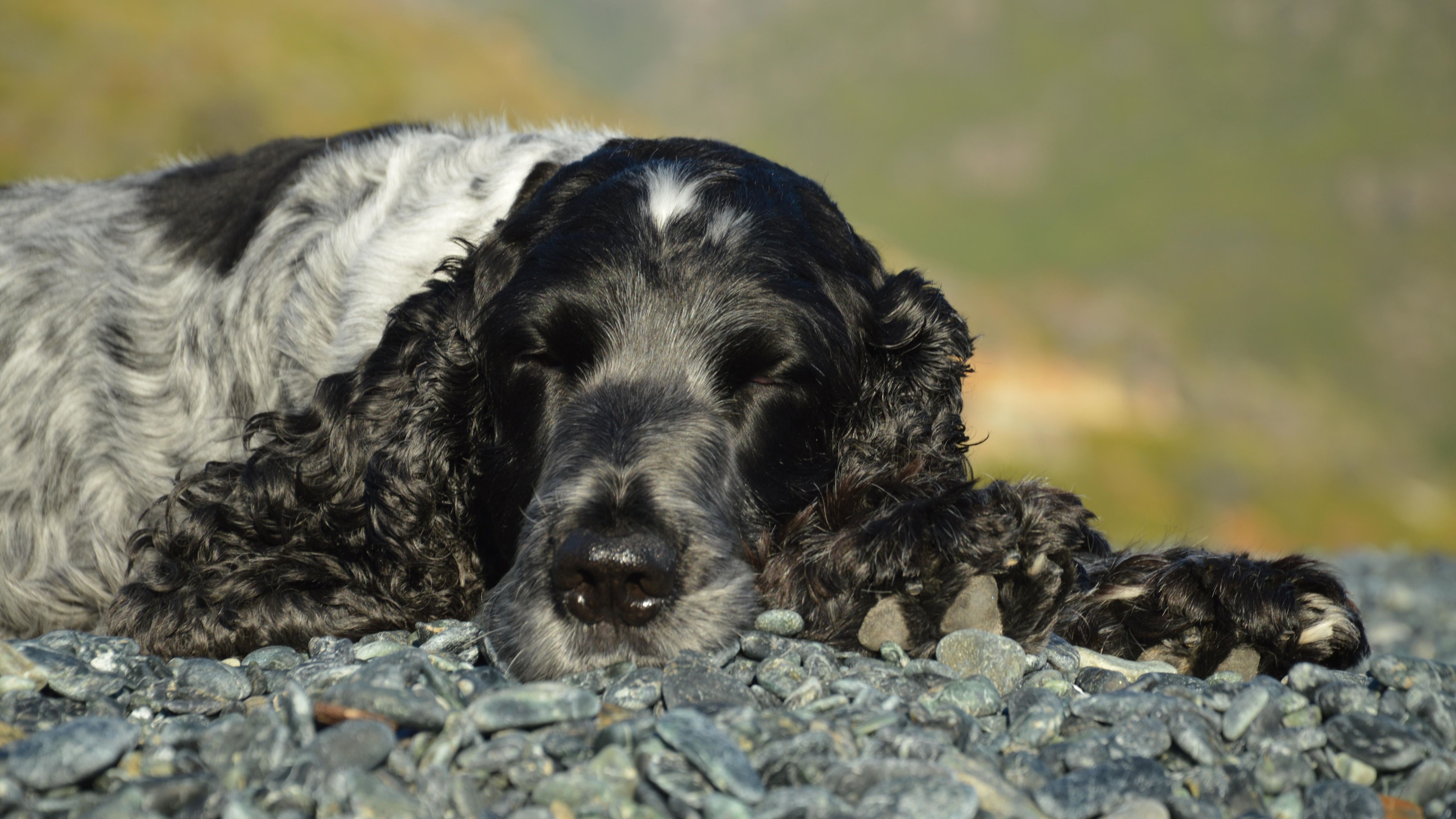 Relaxing Cocker Spaniel Resting on Rocky Beach · Free Stock Photo
