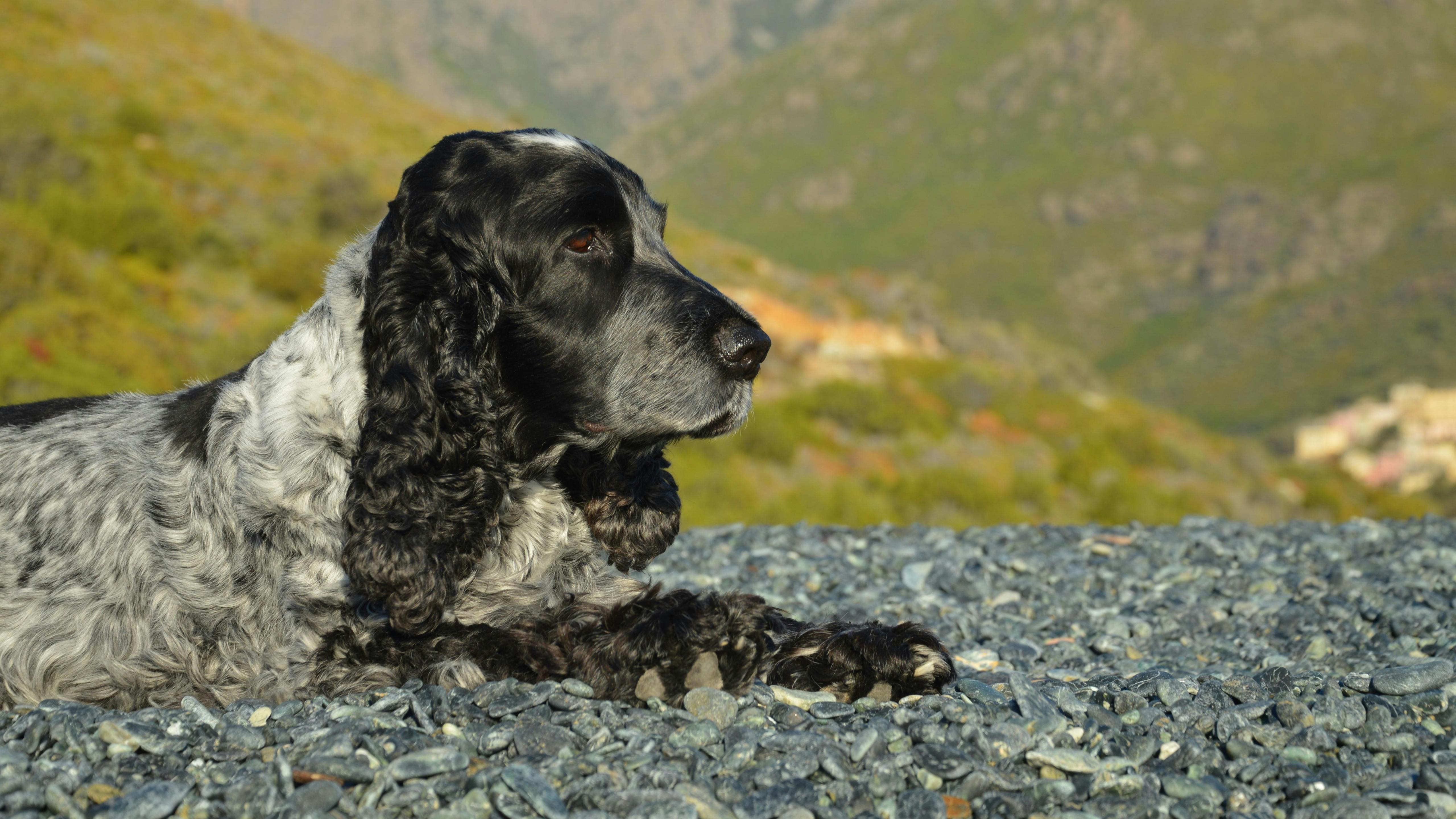 A black and white English Cocker Spaniel lying on rocky terrain against a mountainous backdrop in Corsica, France.