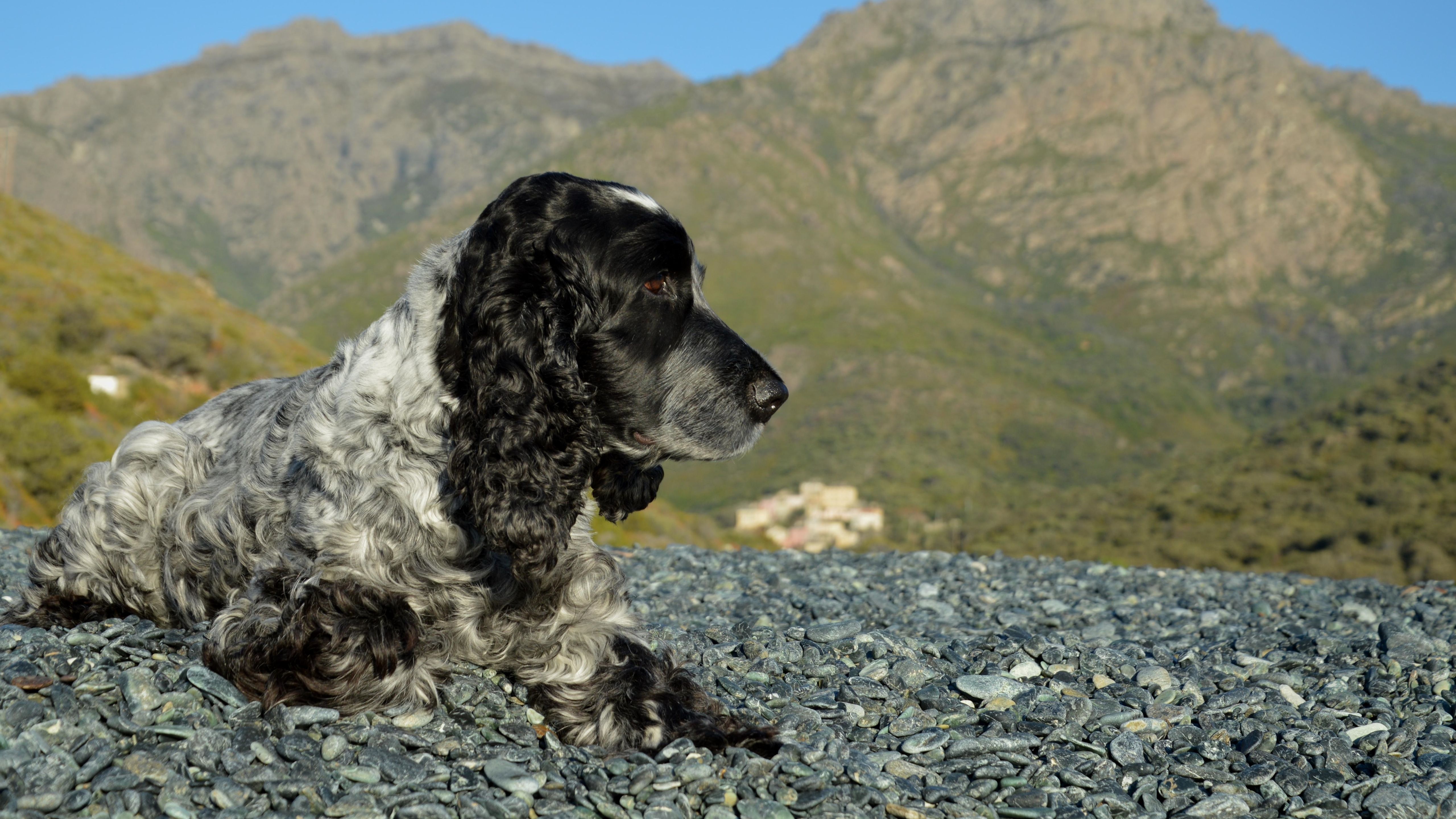 Cocker Spaniel Relaxing in Corse, France · Free Stock Photo