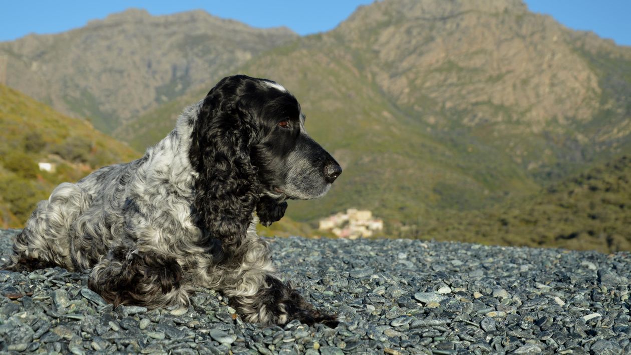 Cornish Cocker Spaniel Cocker Spaniel Relaxing in Corse, France · Free Stock Photo