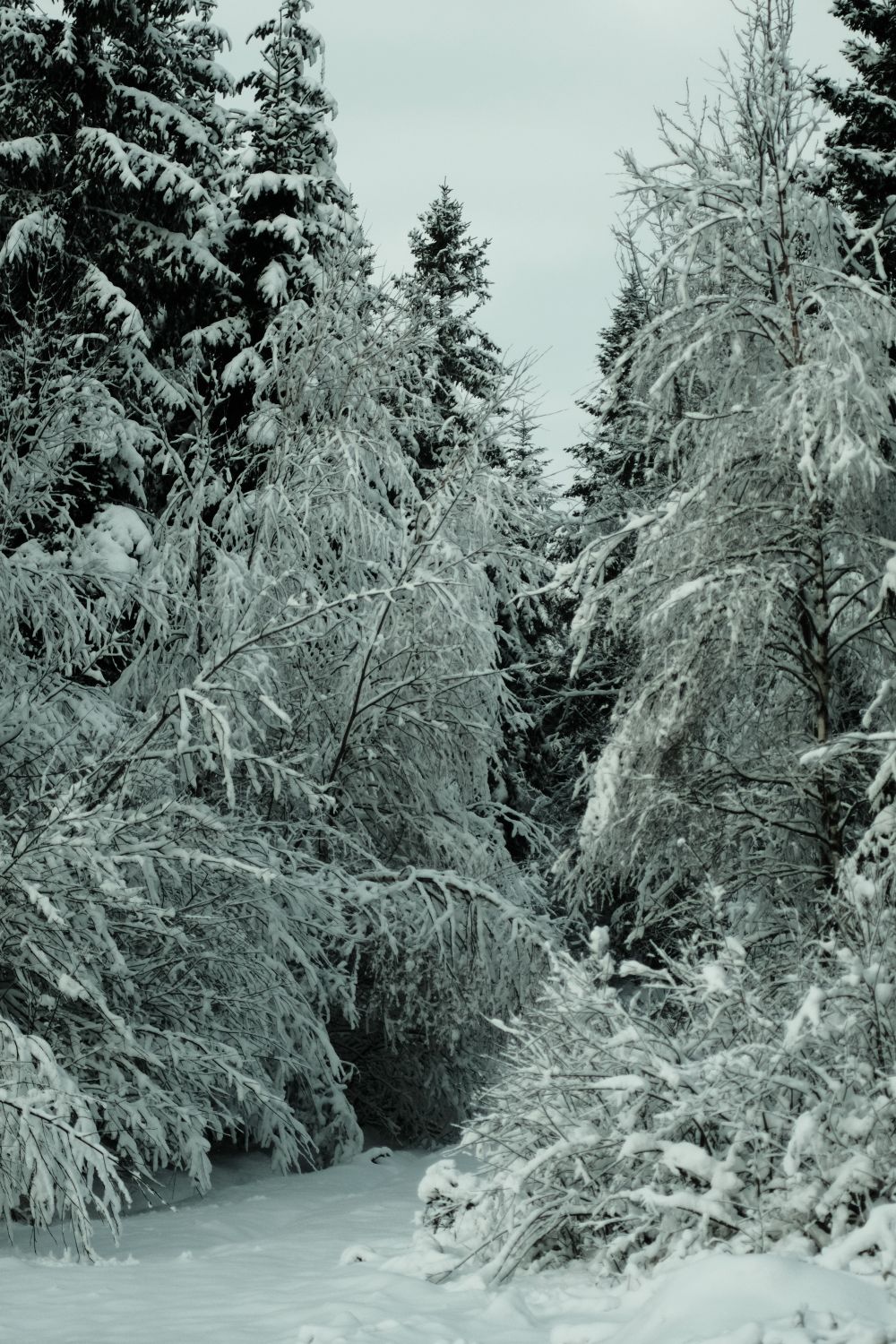 Tranquil Snow-Covered Forest Path in Winter · Free Stock Photo