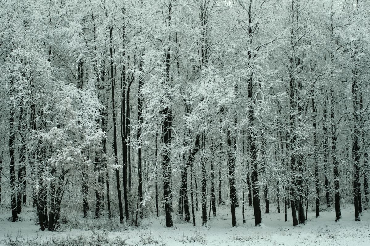 曇天の雪原