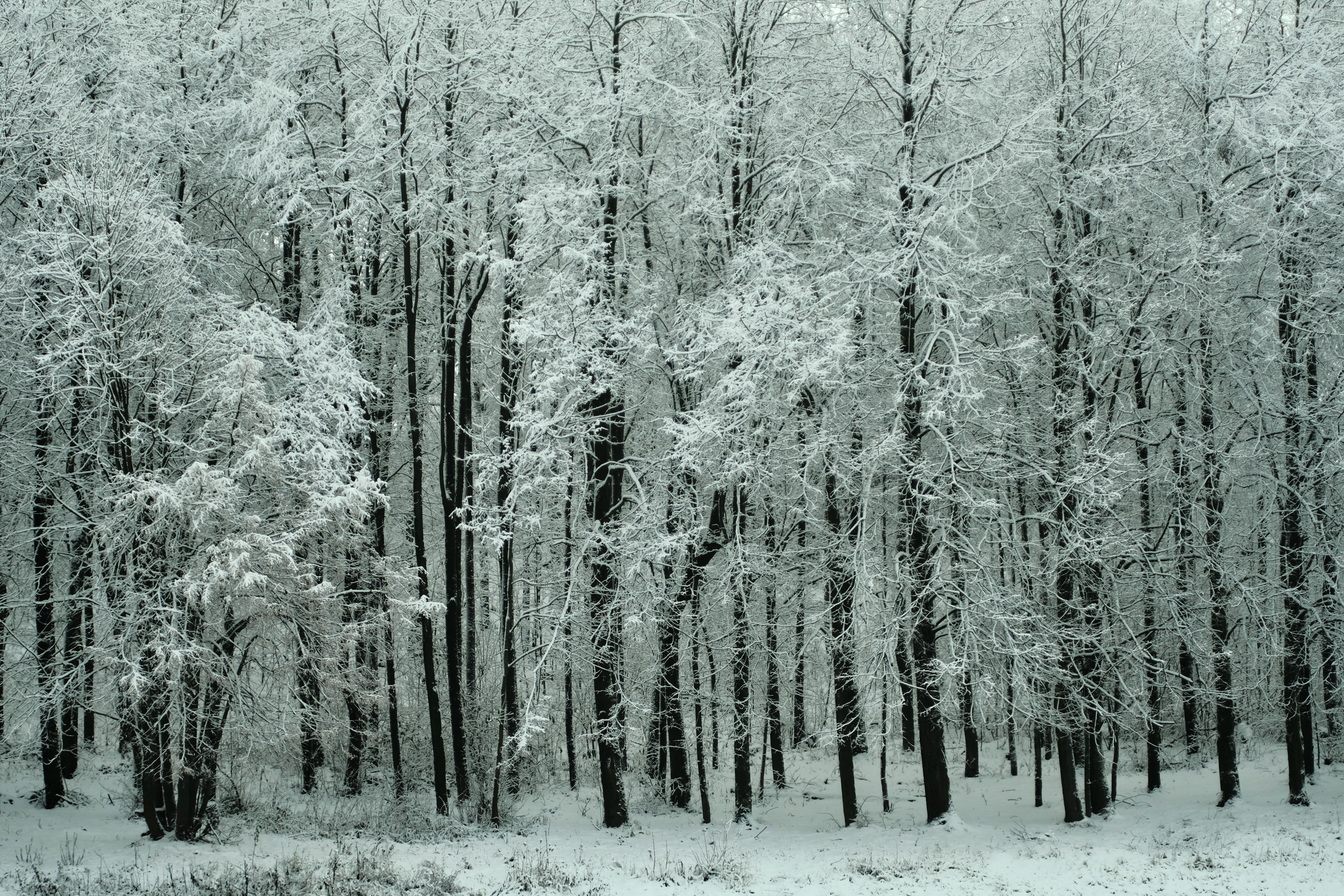 Serene Winter Forest Blanketed in Snow · Free Stock Photo