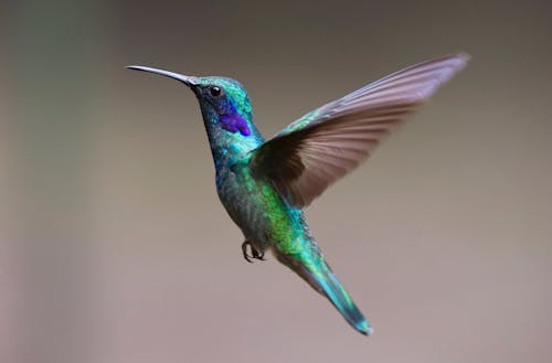 Colibrí Verde Azulado Y Marrón Volando