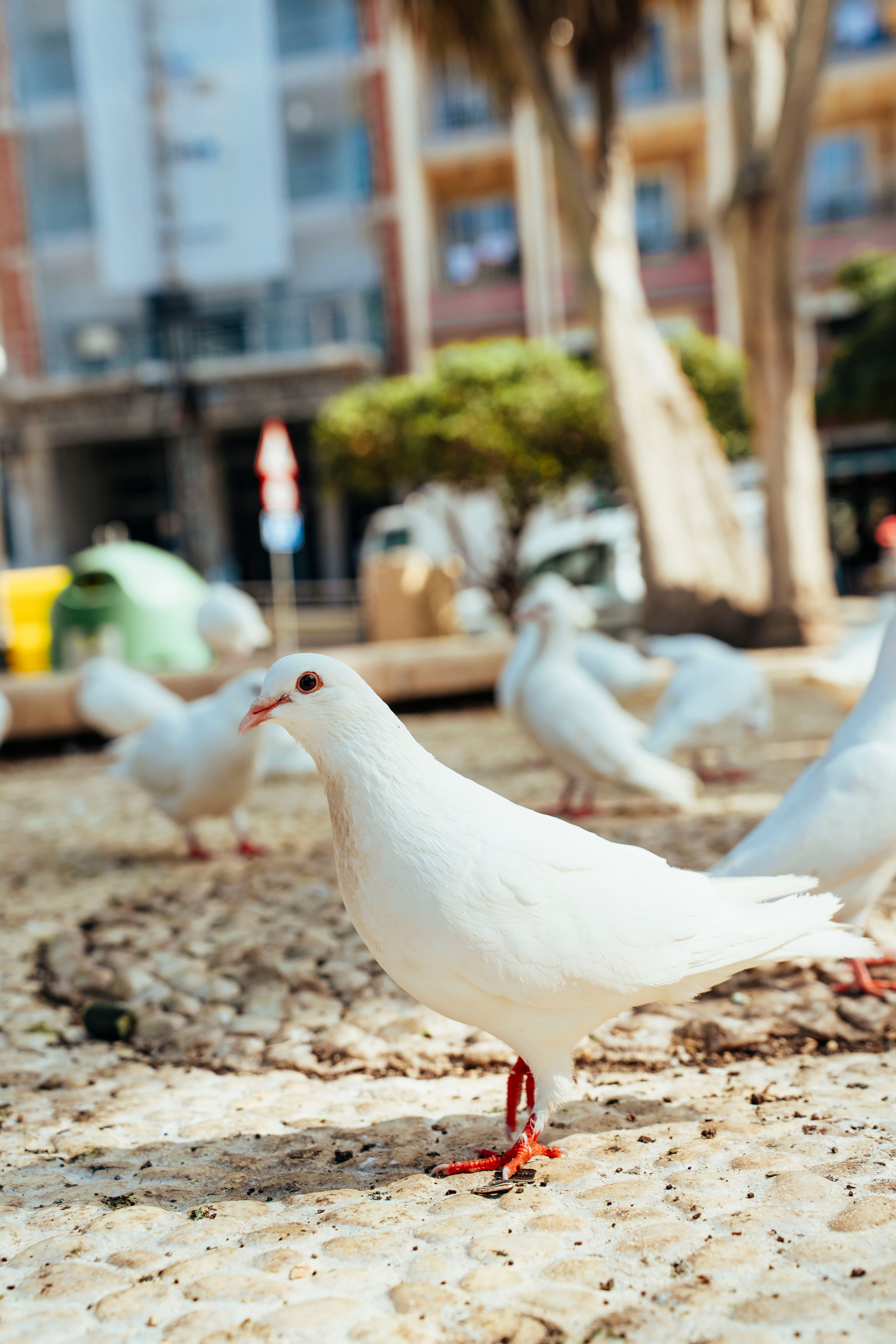 White Dove Photos, Download The BEST Free White Dove Stock Photos & HD ...