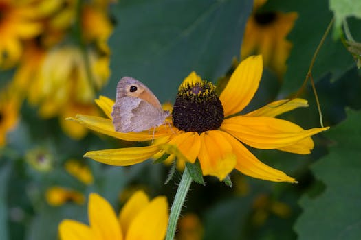 Close-up of a butterfly on a vibrant Black-eyed Susan flower in a lush summer garden.