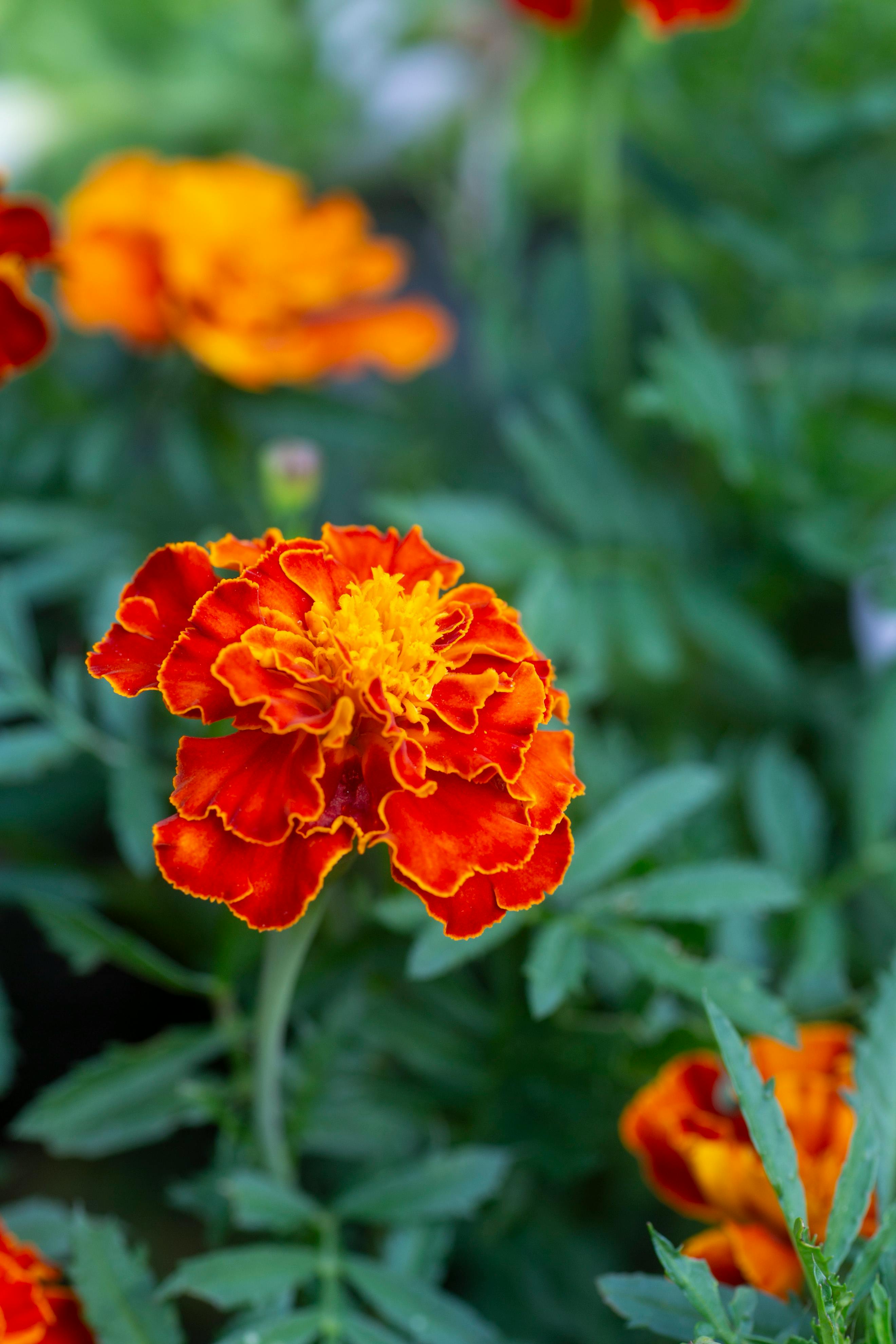 Turn Your Garden Into a Palette: 7 Plants for Natural Dyeing