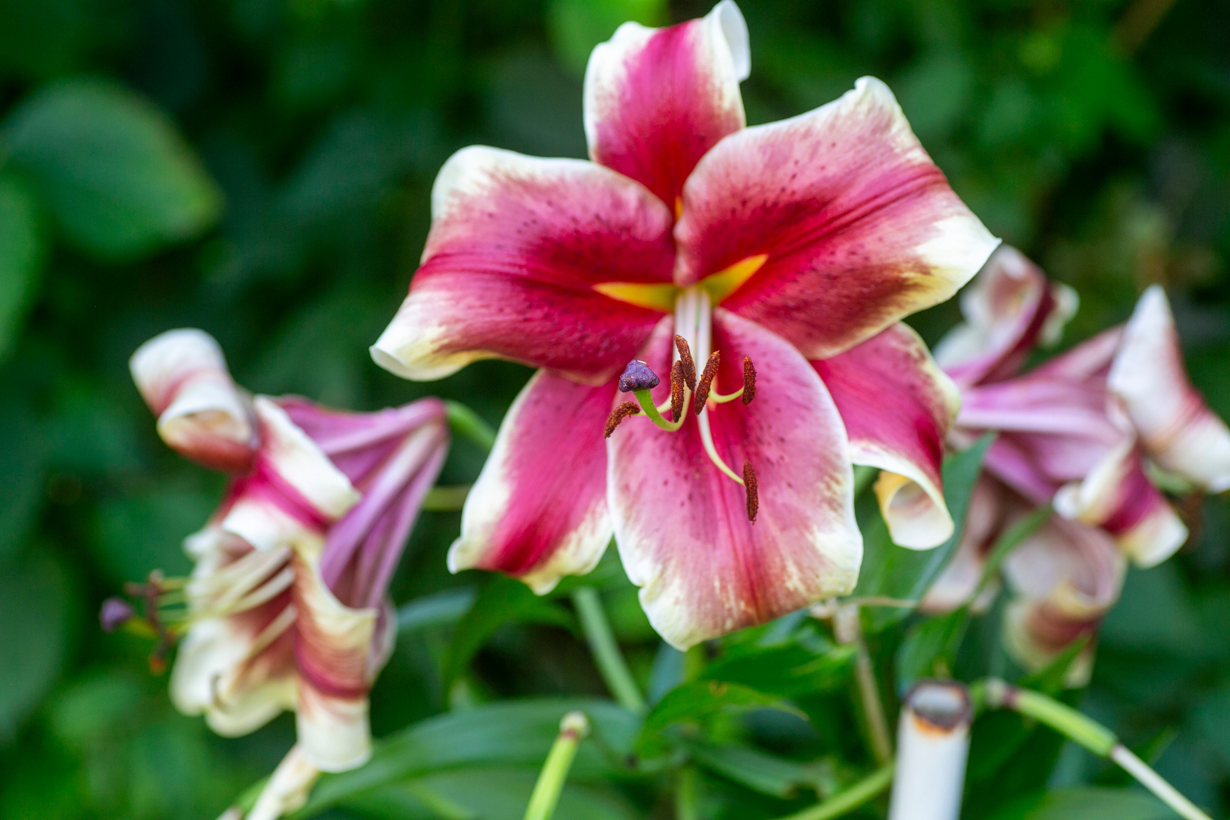 Vibrant Pink Lilies in Bloom in Garden · Free Stock Photo
