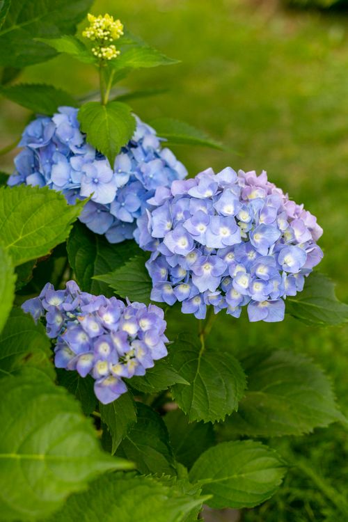 Blooming Hydrangeas in Lush Green Garden · Free Stock Photo