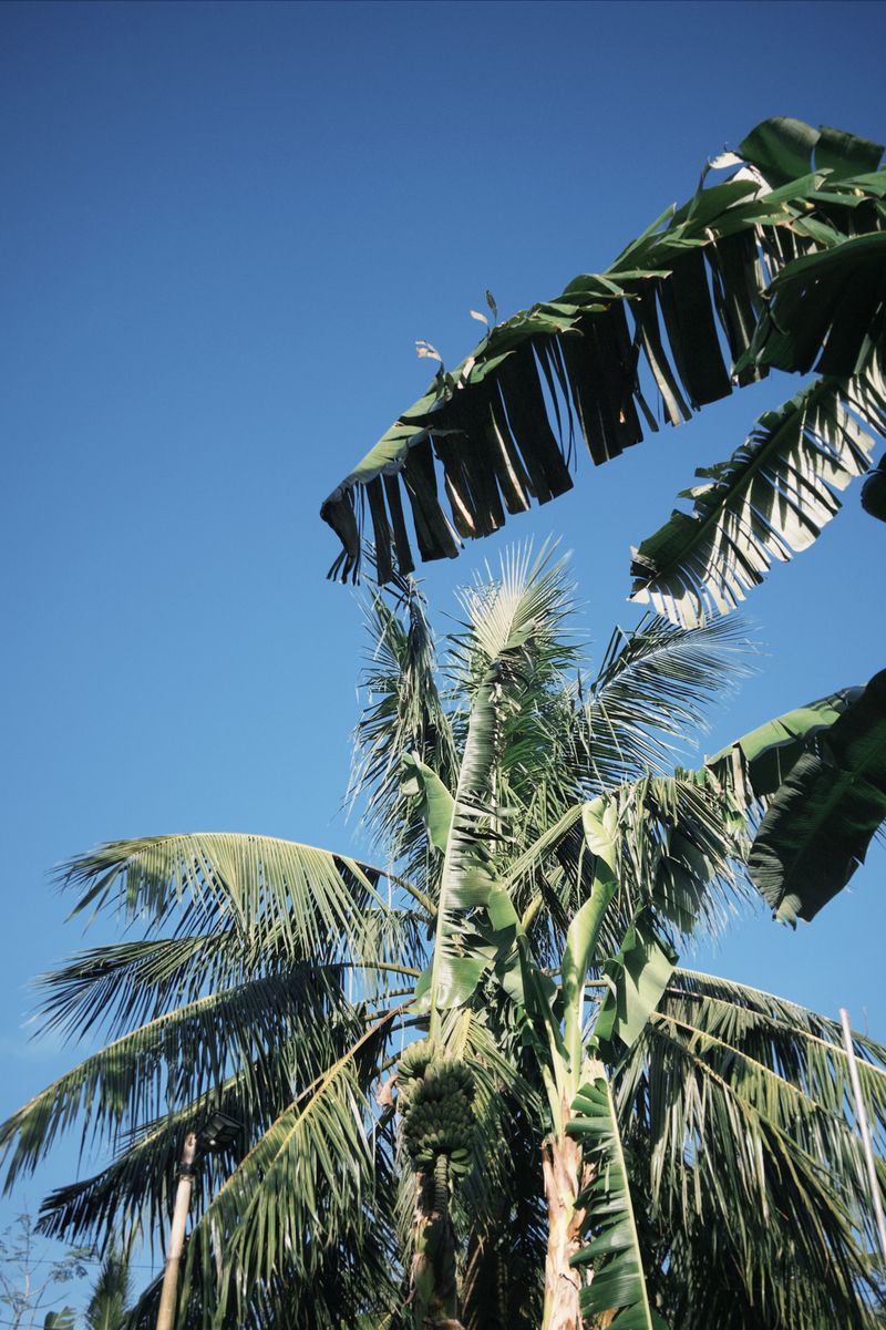 Palm-lined beach on Siargao