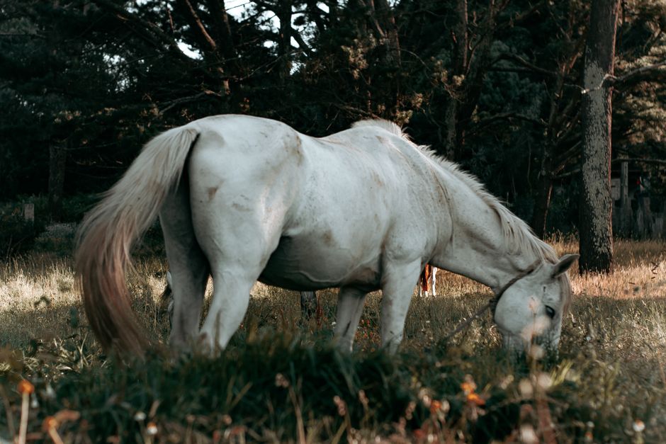 Side view of purebred gray horse with fluffy mane and tail standing on field and eating fresh grass