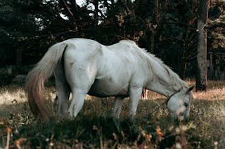 Side view of purebred gray horse with fluffy mane and tail standing on field and eating fresh grass