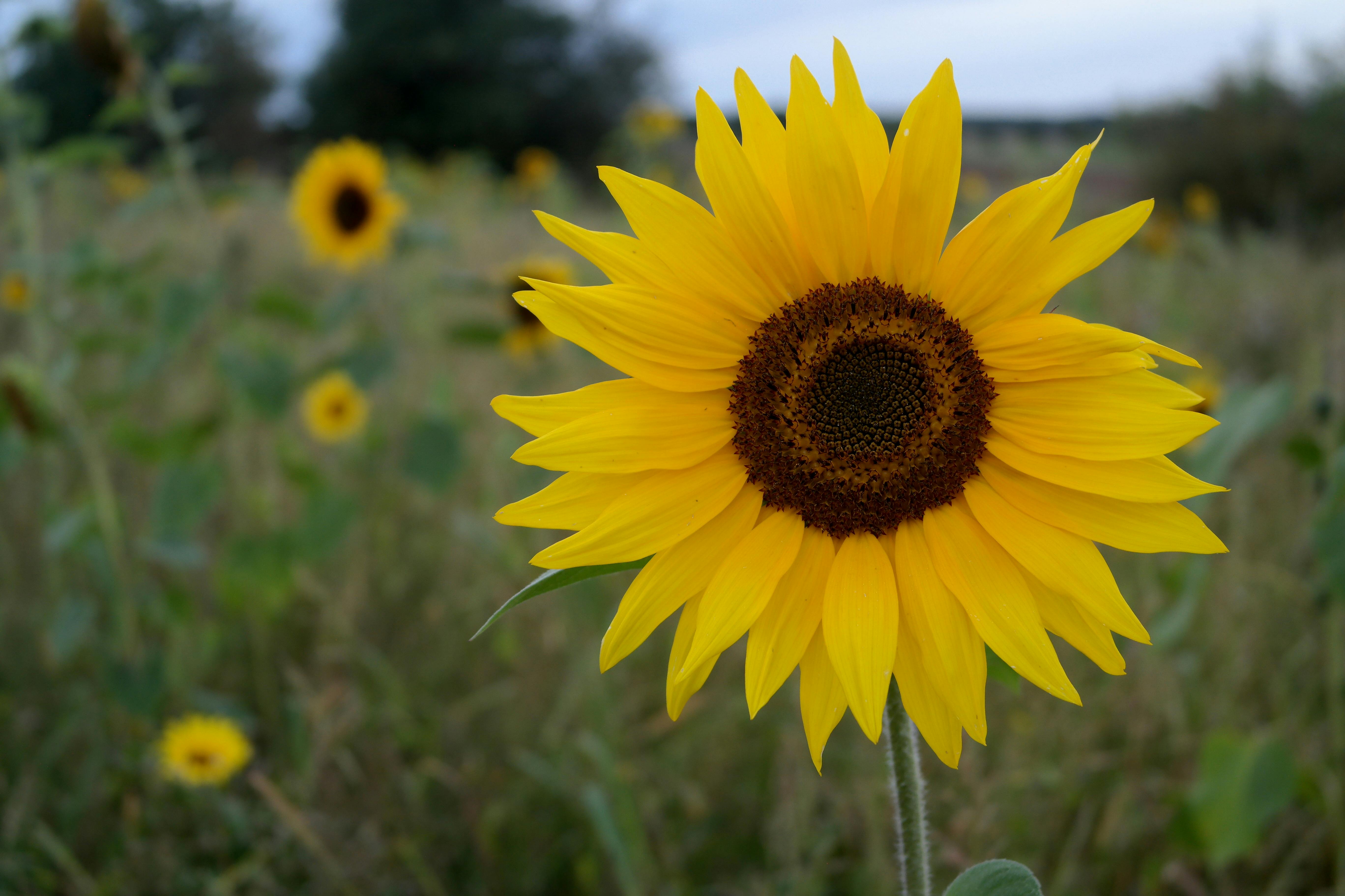 Bright Sunflower in a Field During Summer · Free Stock Photo