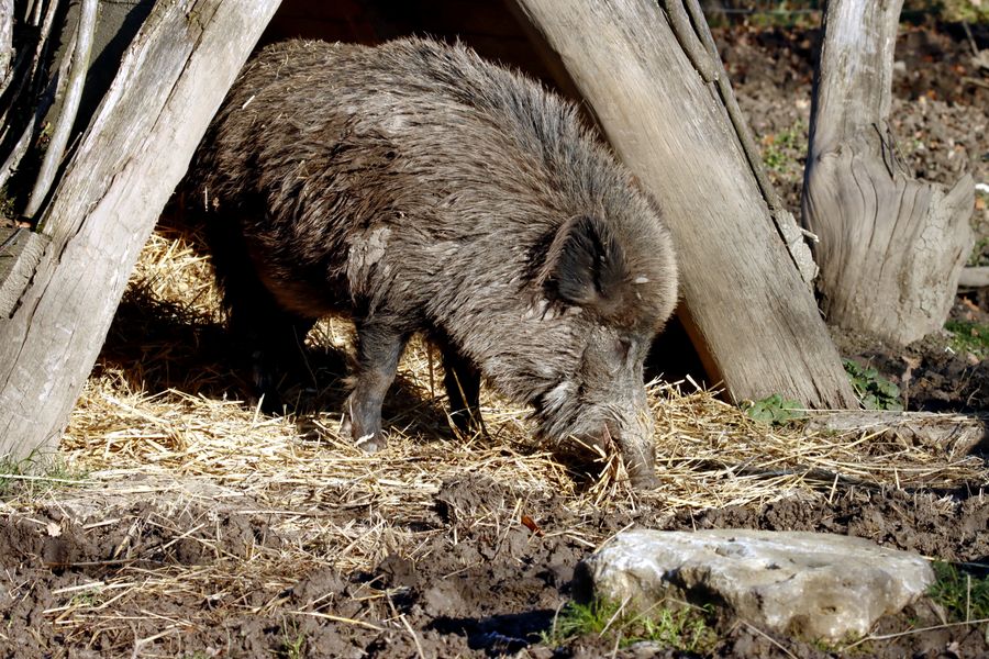 Wild boar near rustic forest shelter