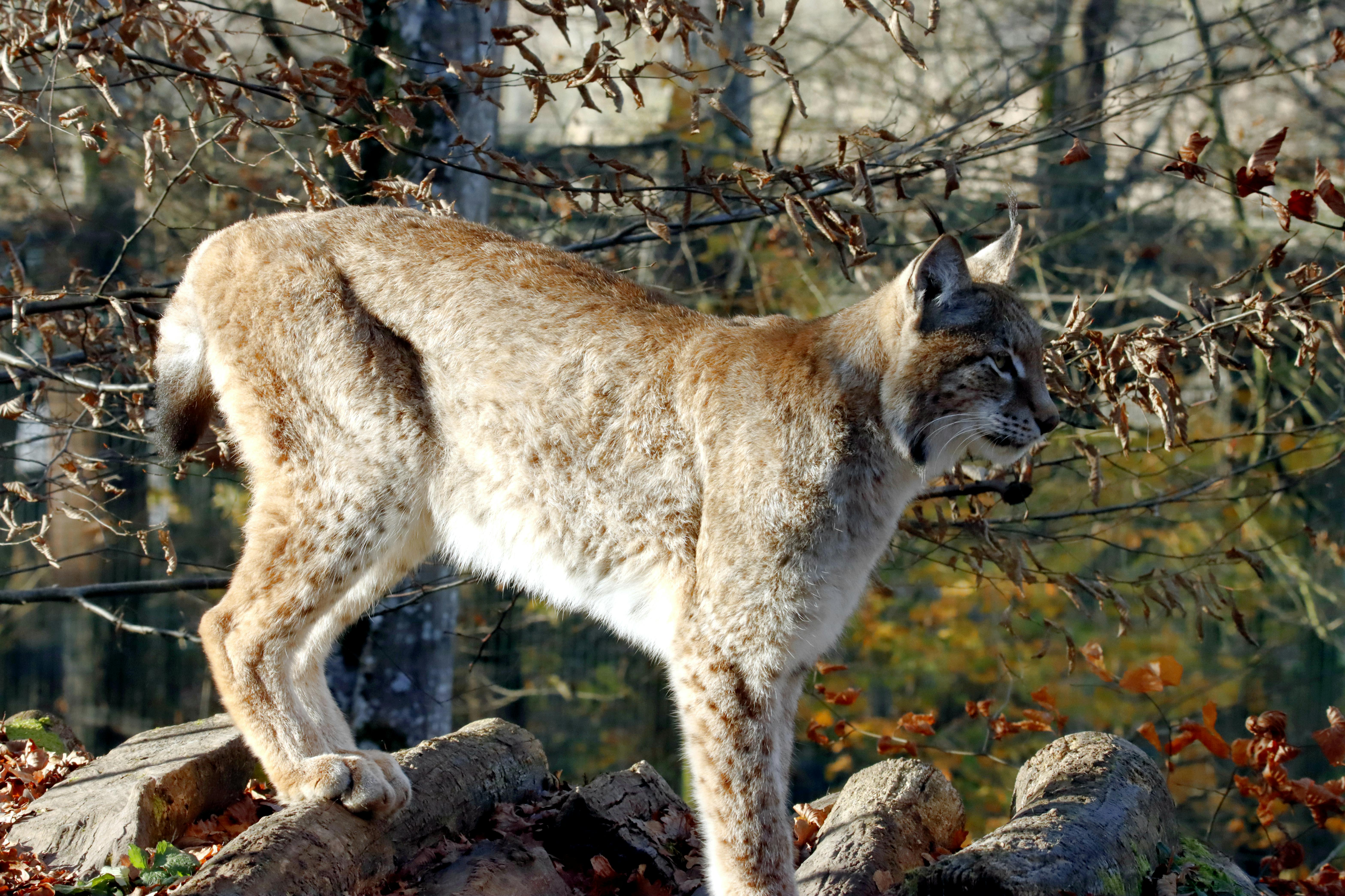 A Rare Glimpse into Lynx Life