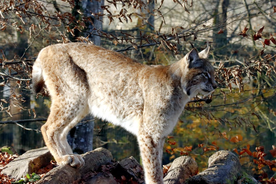 A Rare Glimpse into Lynx Life