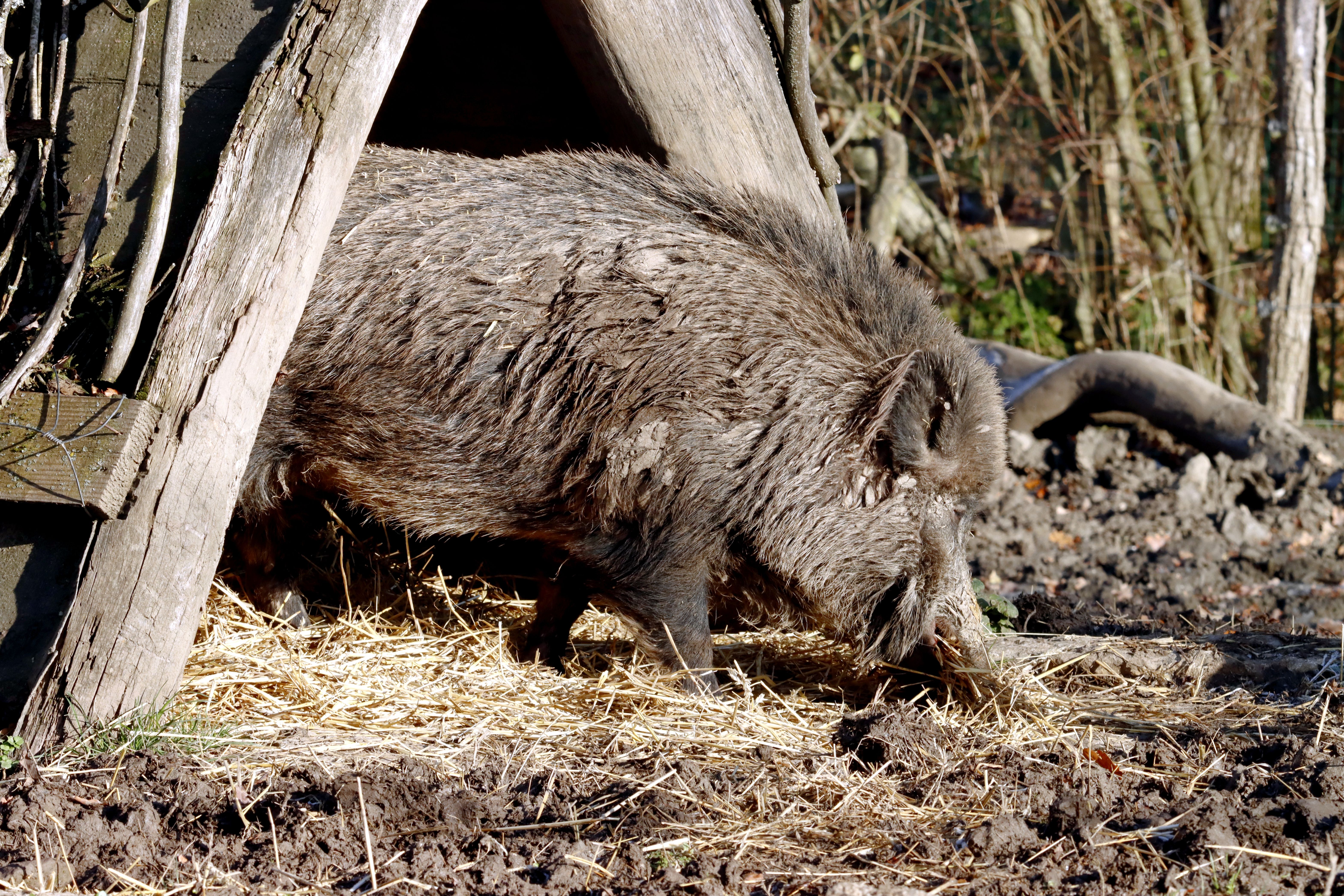 Wild Boar in Natural Habitat during Daytime · Free Stock Photo