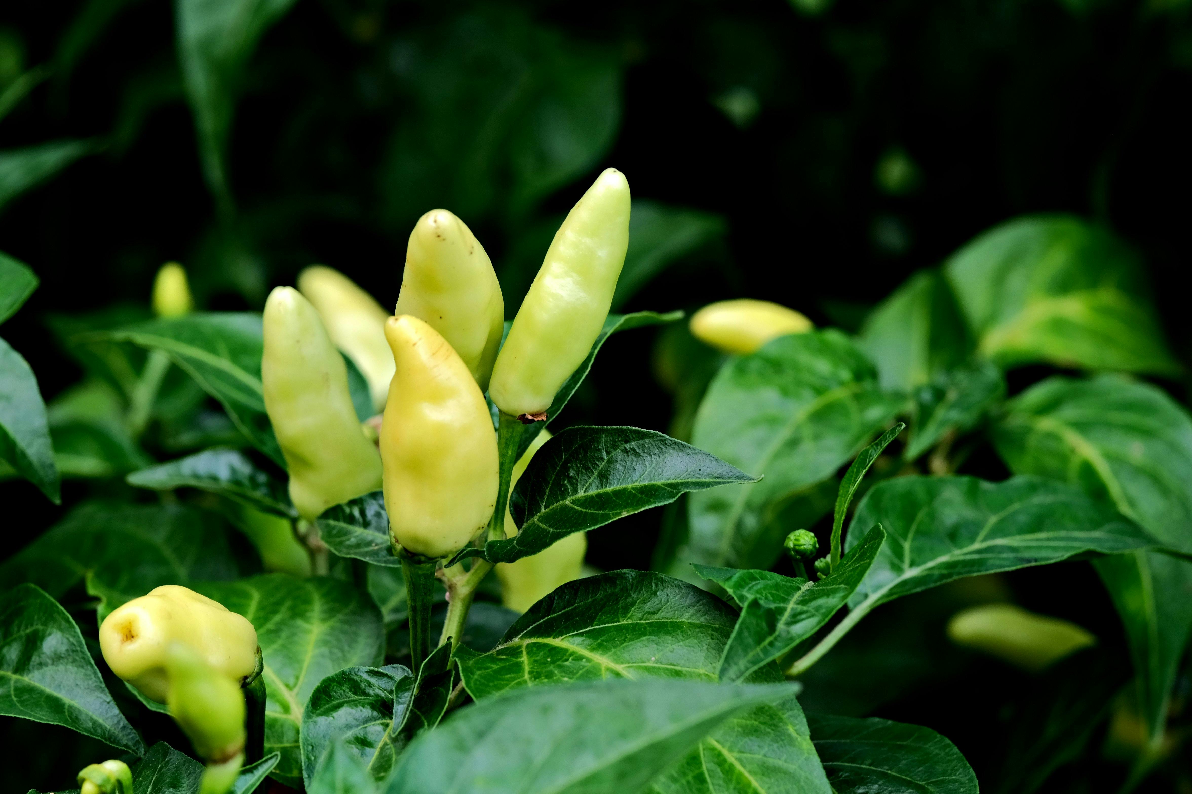 Salicornia spp.: Biología, Cultivo Sostenible y Valor Gastronómico-Ambiental