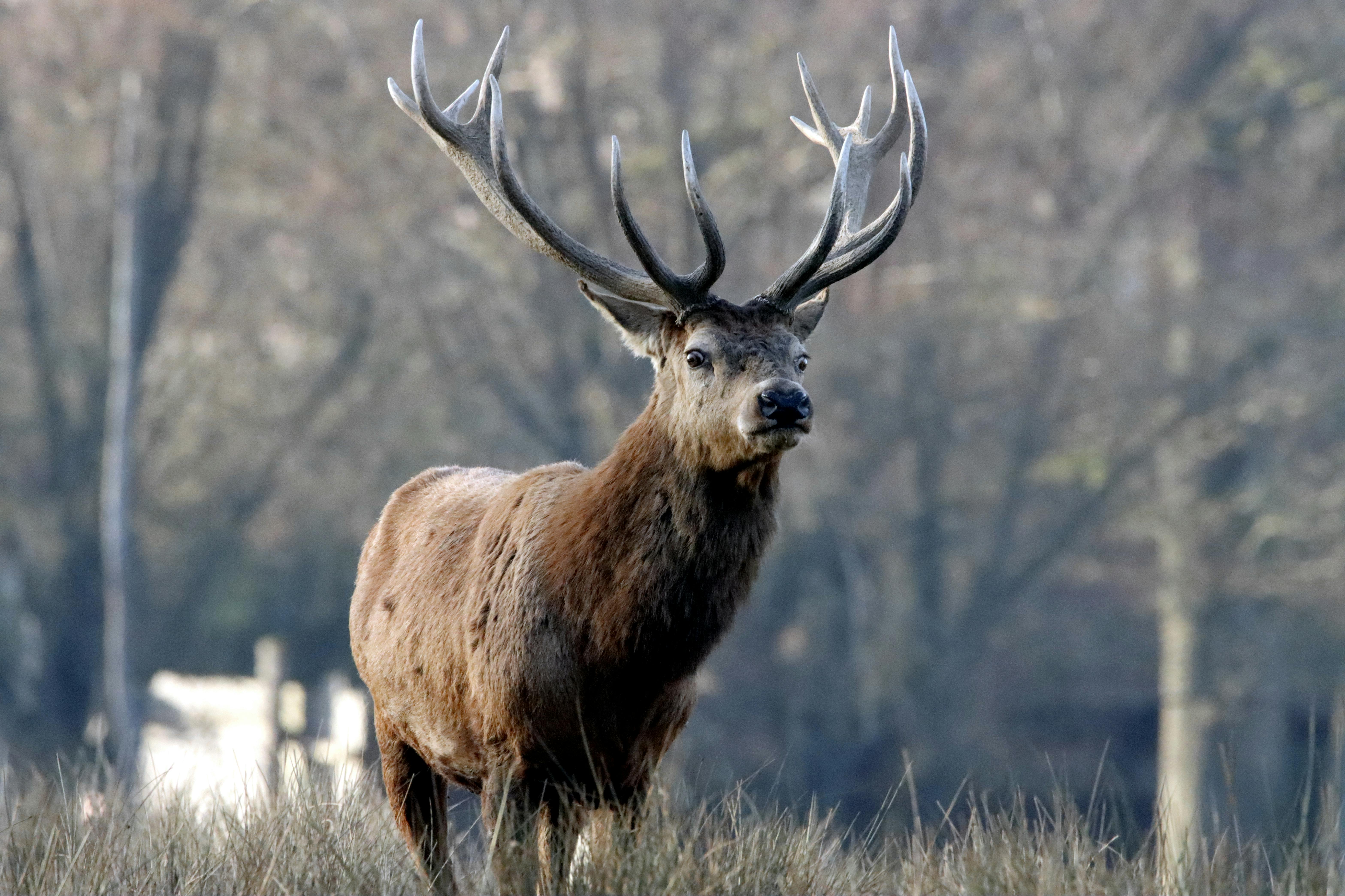 Gratuit Une vue captivante d'un cerf élaphe aux bois impressionnants se tenant dans l'herbe. Photos