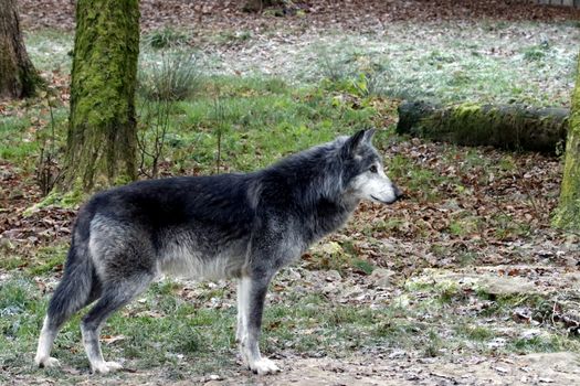 A gray wolf stands alert in a forest clearing, surrounded by autumn leaves.