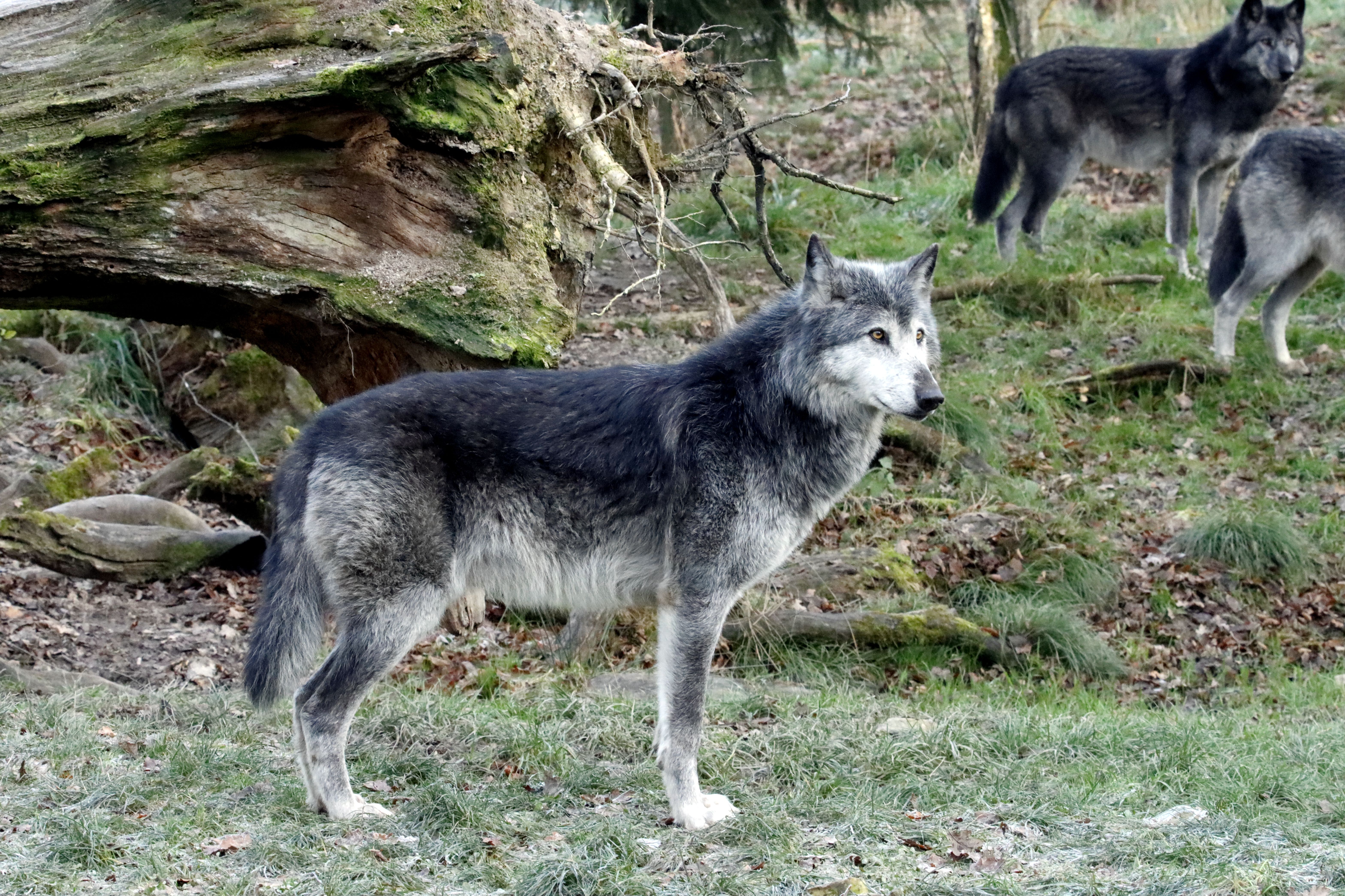 Gray Wolves in Forest Natural Habitat · Free Stock Photo