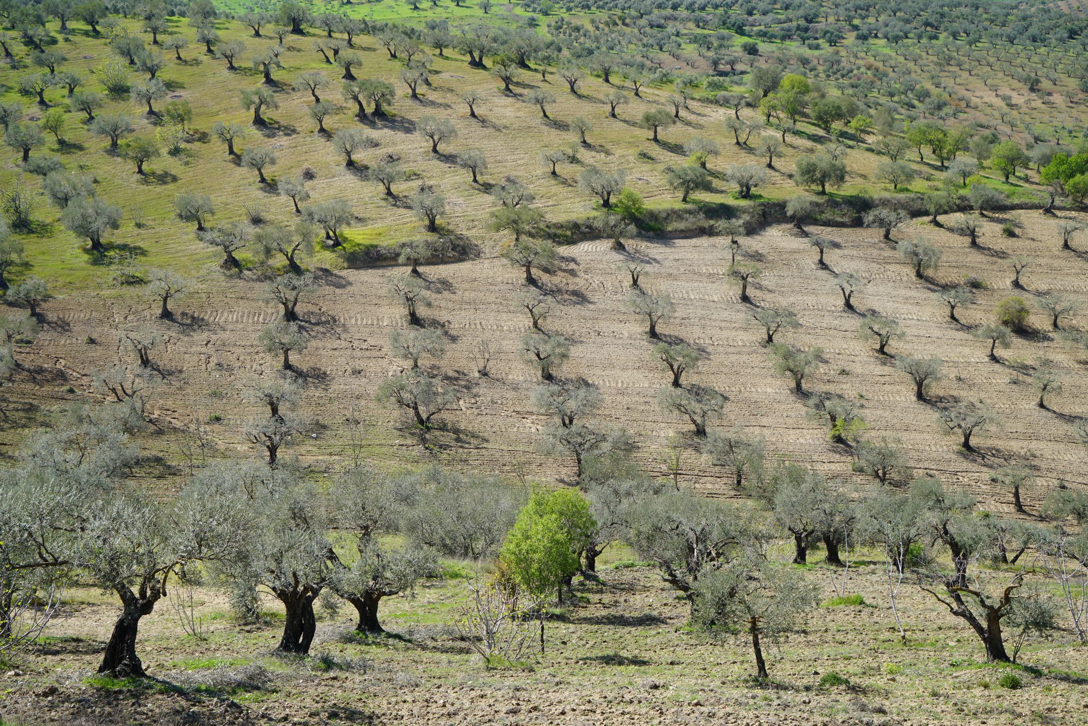 Olive groves