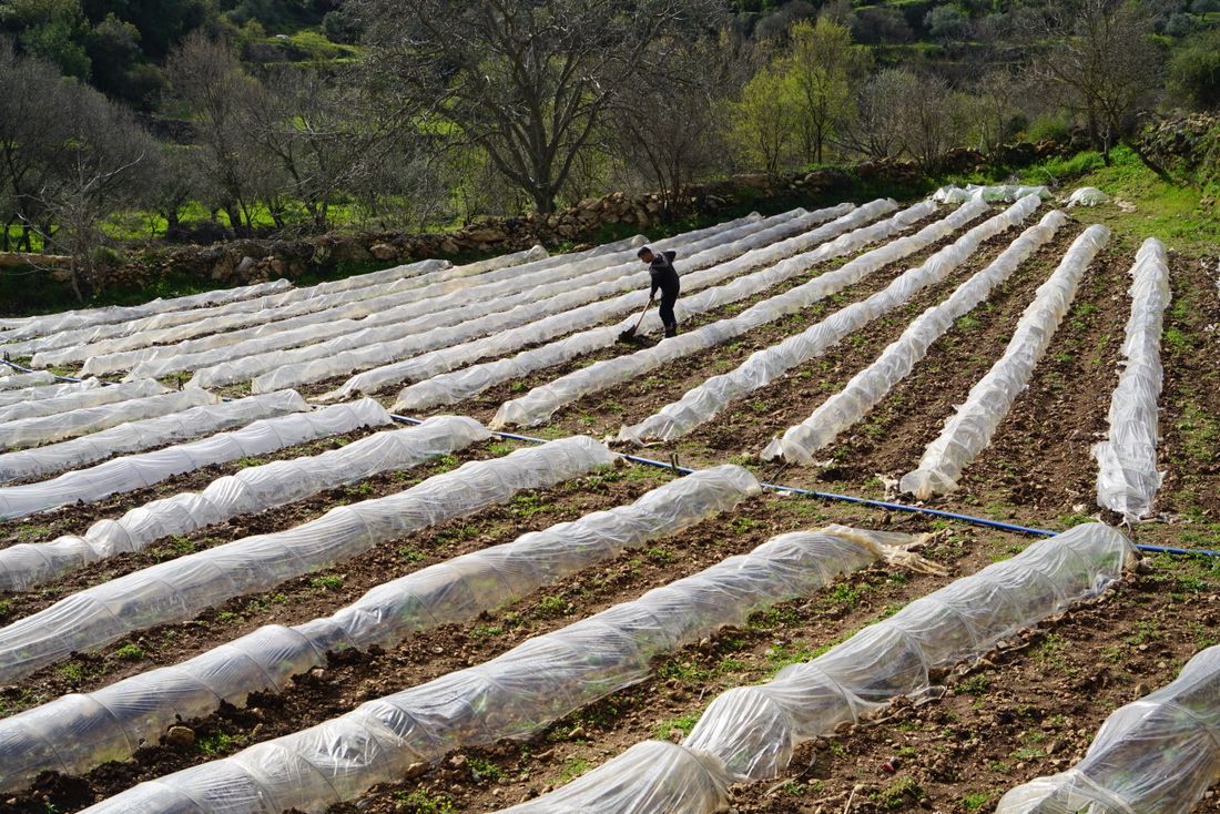 A farmer caring for protected crops