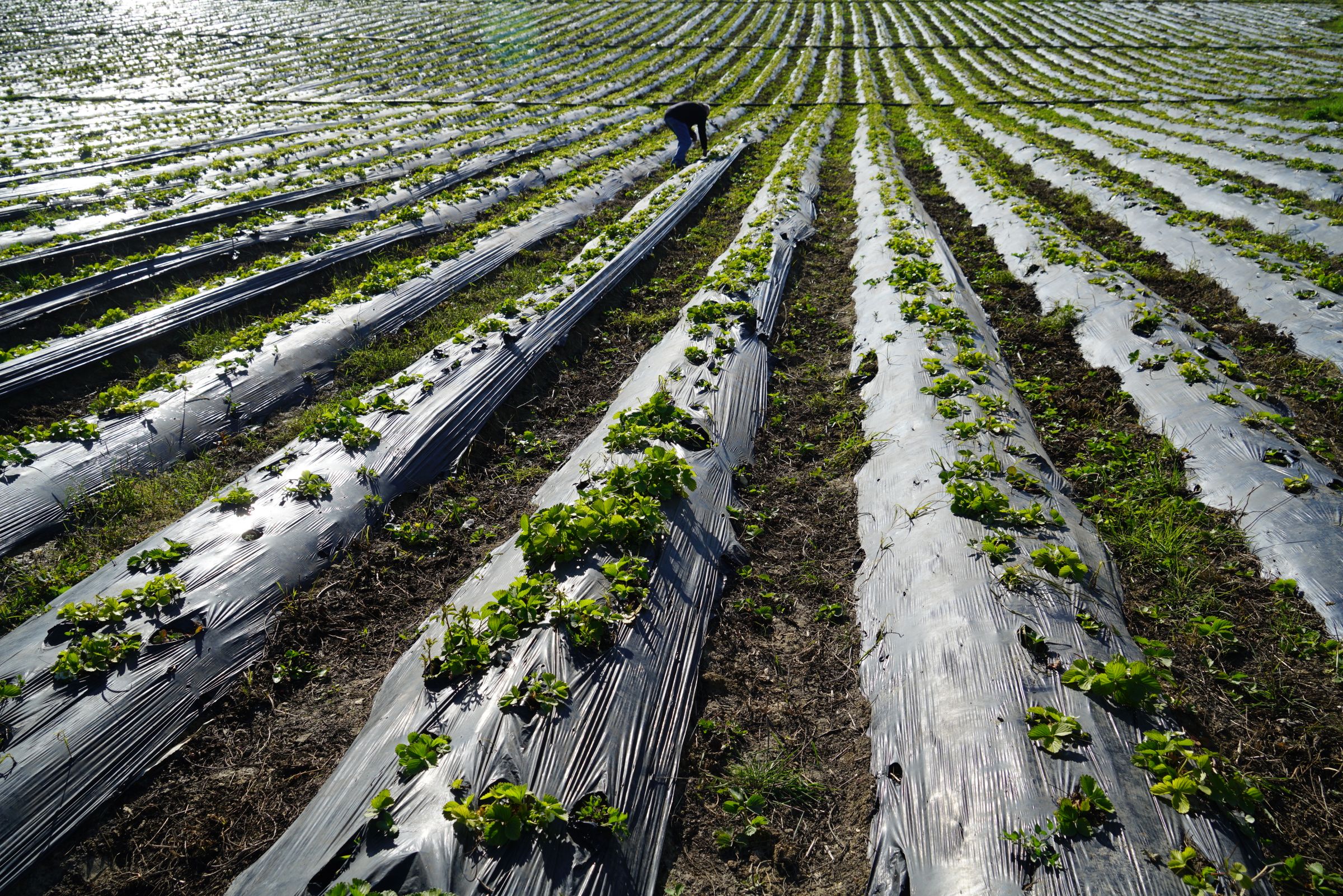 Farmer tending organised rows of healthy crops