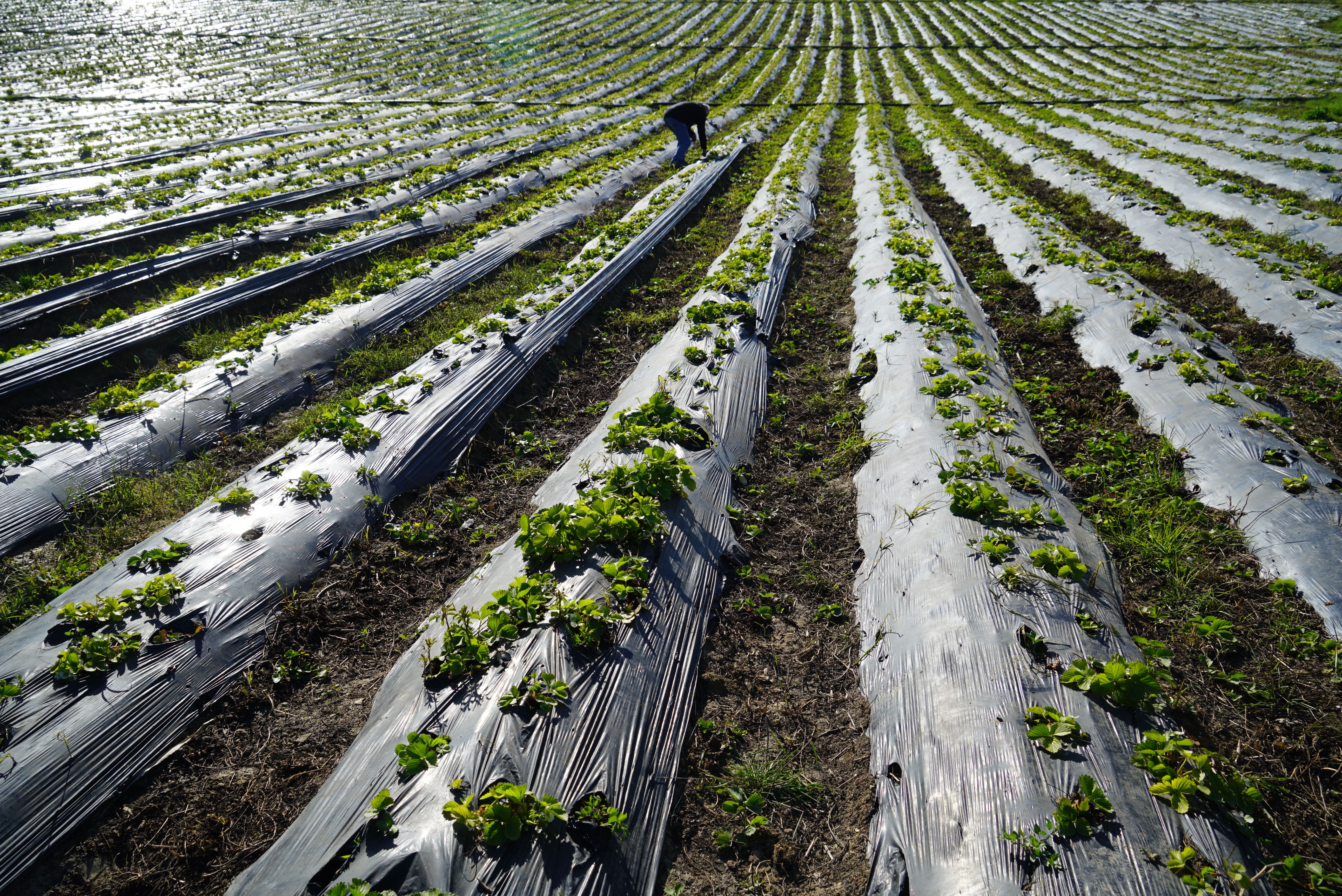 Farm with Canopies for Crops Protection · Free Stock Photo