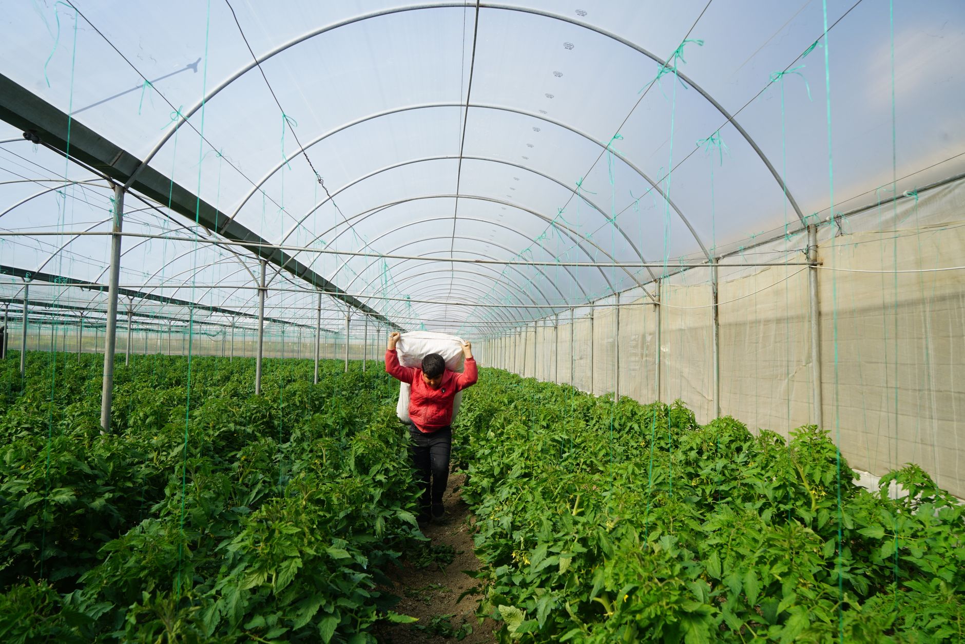 A person carrying a sack in a greenhouse filled with lush plants.