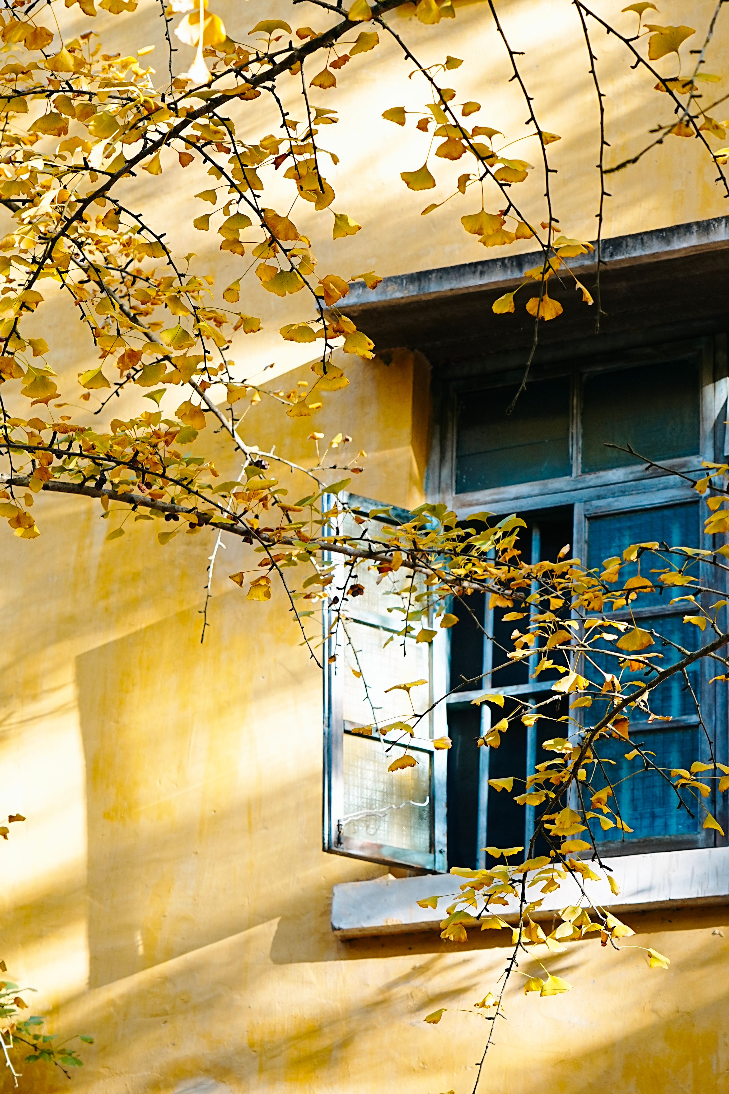 Rustic Window with Autumn Leaves and Yellow Wall · Free Stock Photo