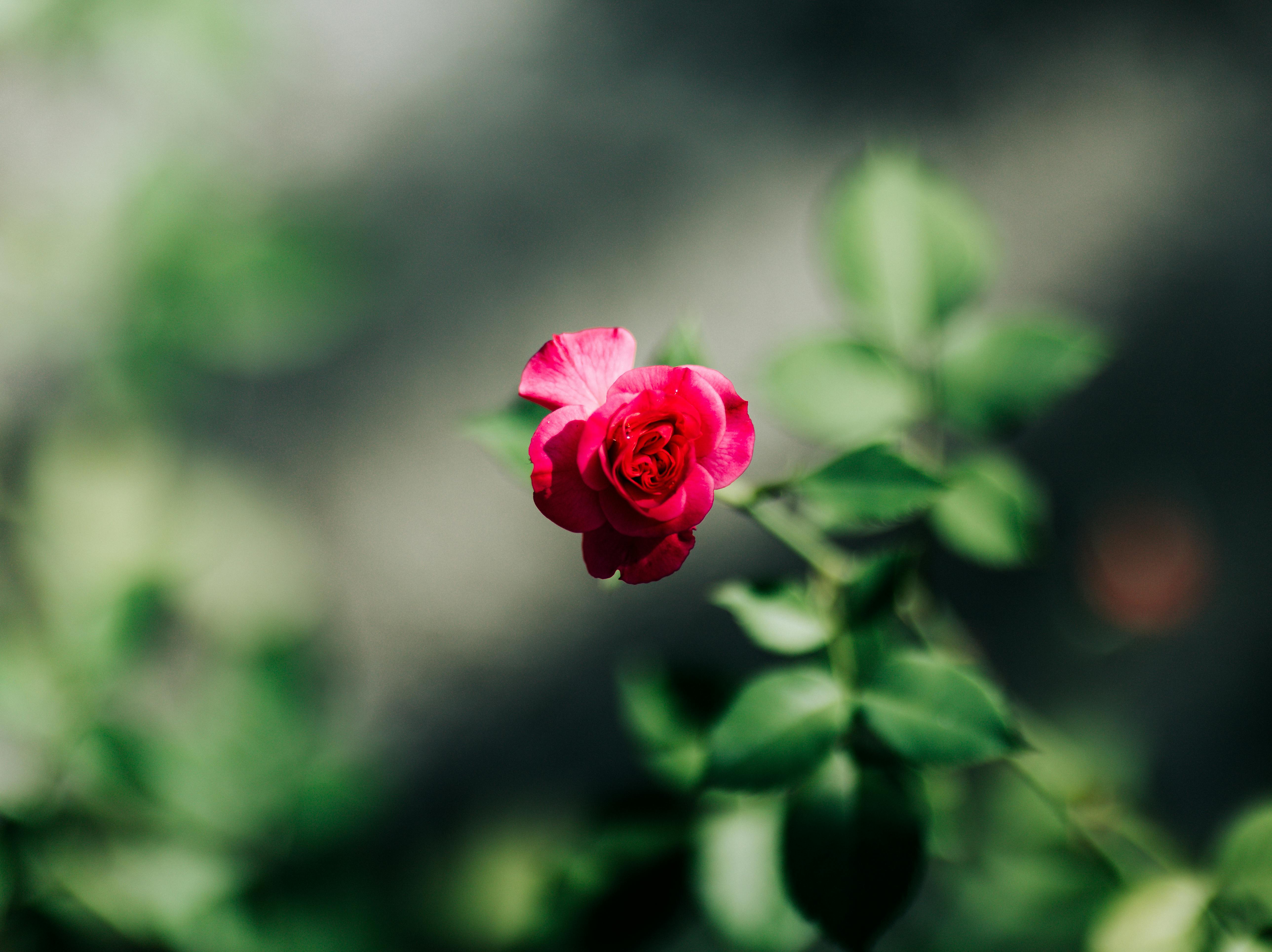 Microcontato com a natureza