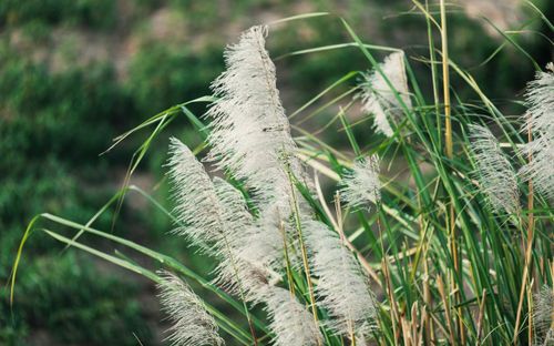Free Close-up of wild grass swaying in the breeze, showcasing natural beauty. Stock Photo