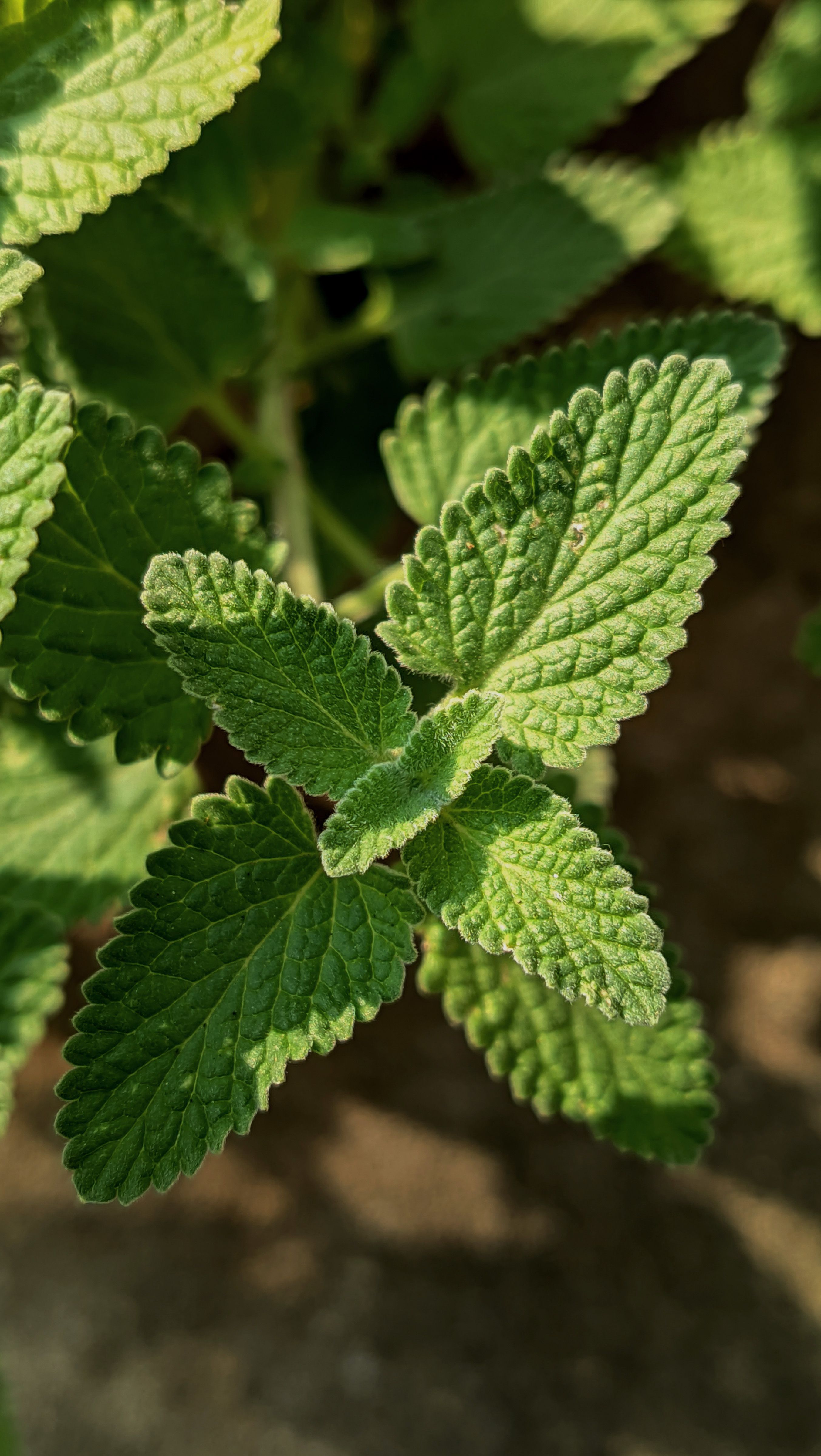 Detailed close-up of vibrant green catnip leaves illuminated by natural sunlight, showcasing their texture and freshness.