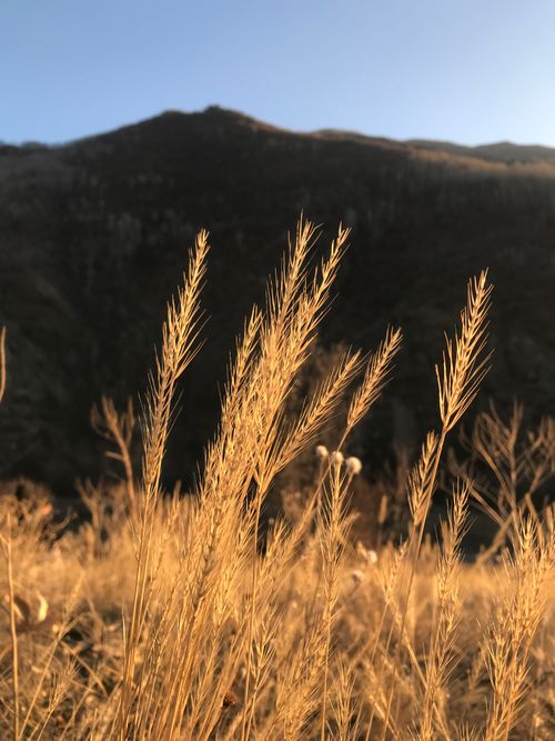 Free Golden grass in focus with a mountain and sunset background, capturing nature's peaceful beauty. Stock Photo