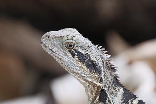 Photo by Walter Coppola