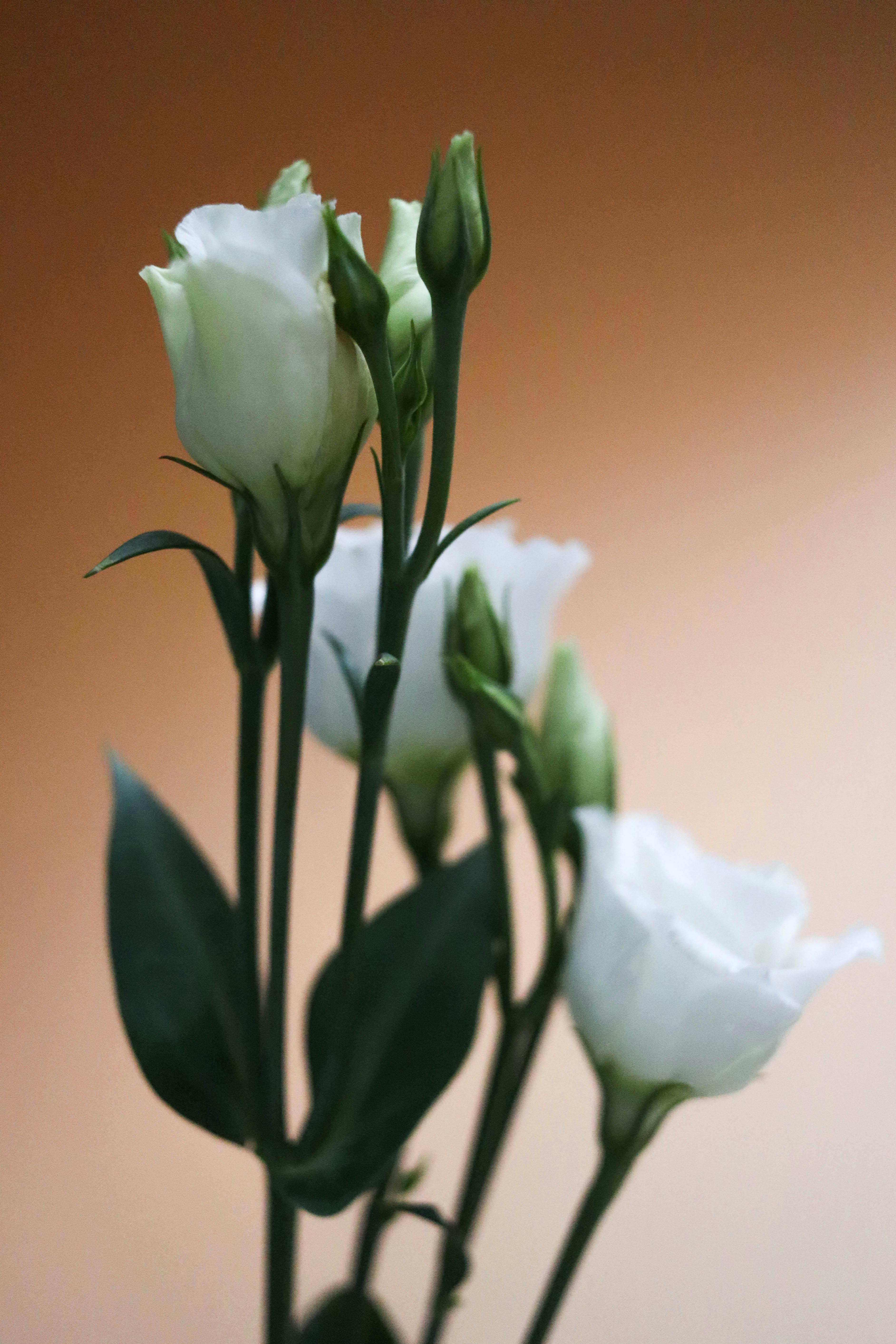 [ColoSach]-delicate-white-lisianthus-flowers-on-tall-green-stems-against-a-warm-gradient-background.