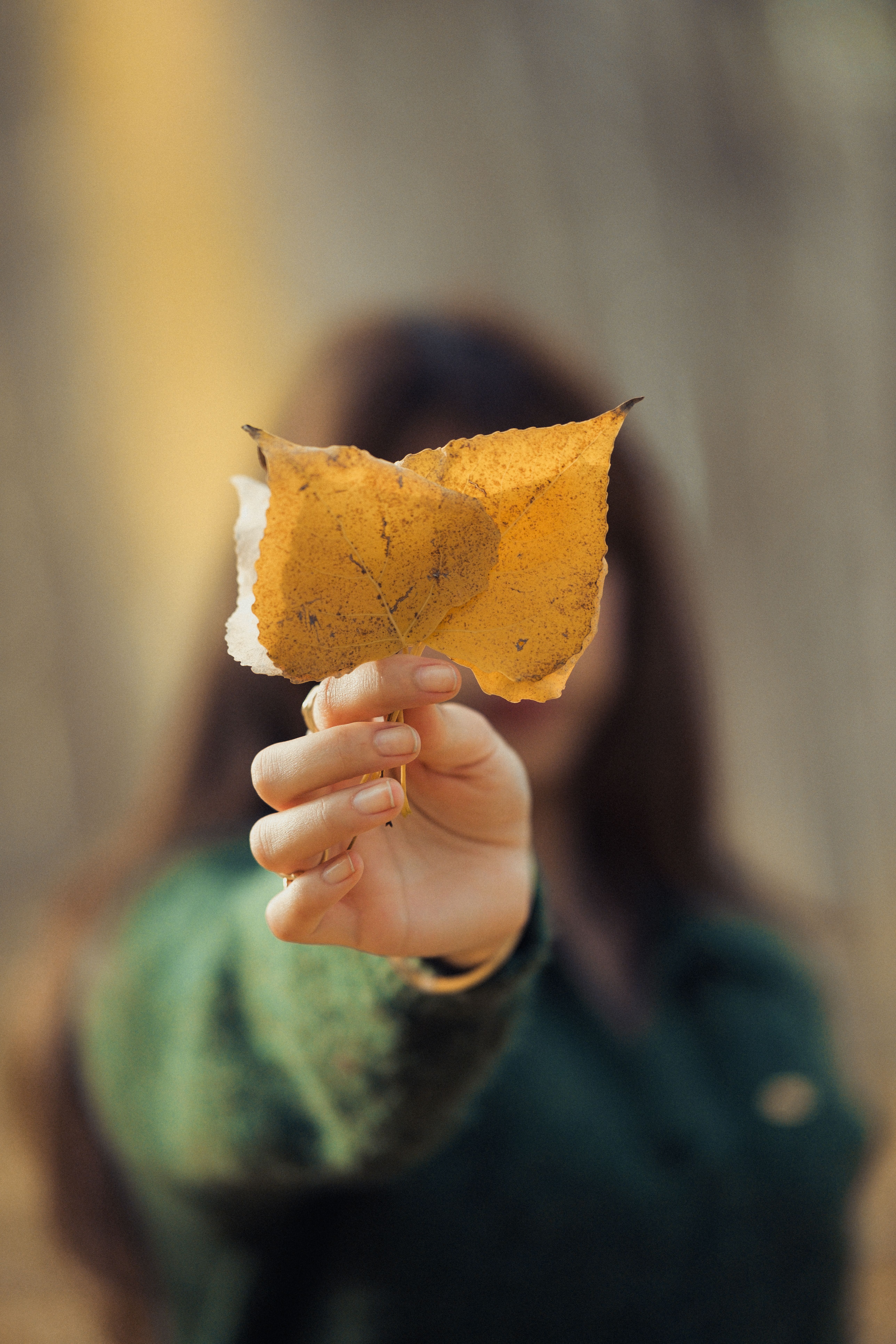 Close-Up of Hand Holding Autumn Leaf · Free Stock Photo