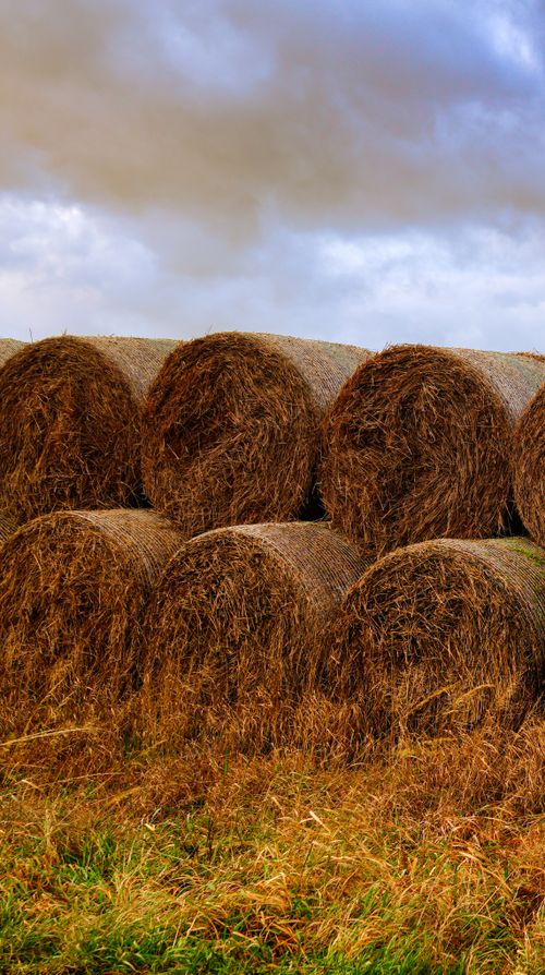 Free Beautiful hay bales stacked in a rural field under a cloudy sky, perfect for agricultural themes. Stock Photo