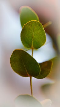 Macro shot of eucalyptus leaves showcasing vibrant green color and detailed texture.