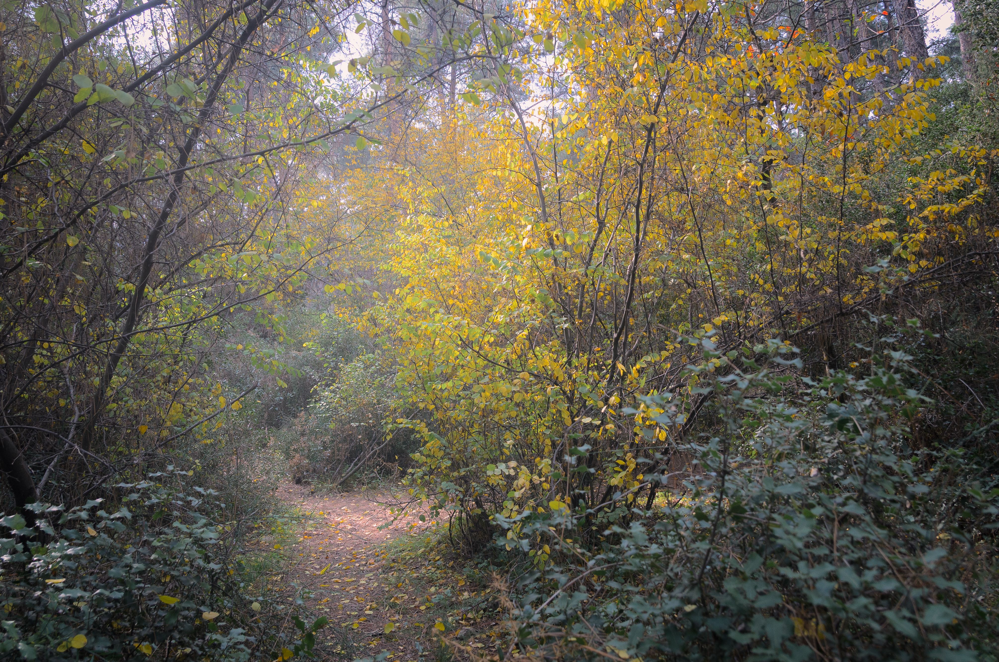 Serene Forest Path in Autumn Foliage · Free Stock Photo