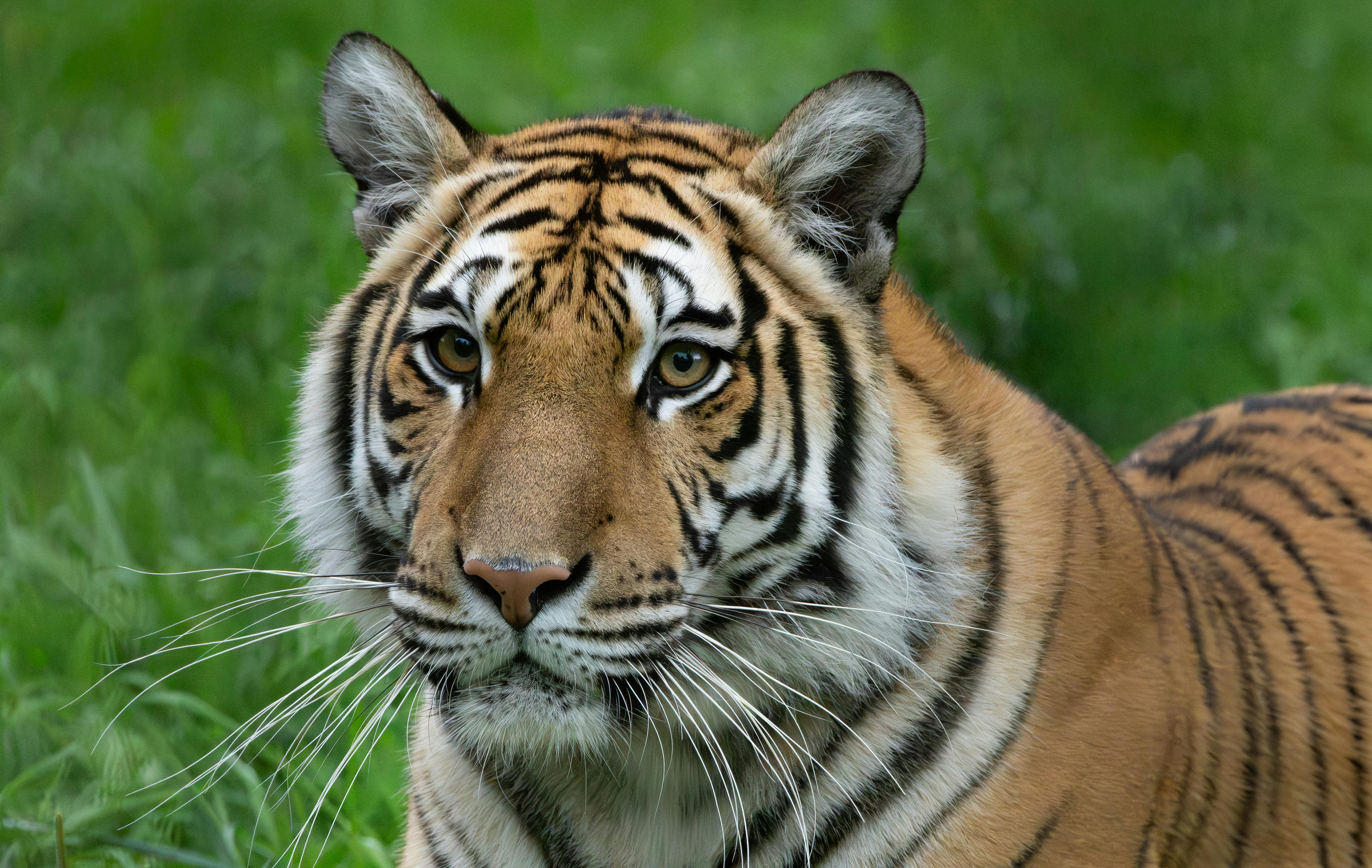 Stunning close-up of a Bengal tiger, highlighting its striking features in a natural setting.