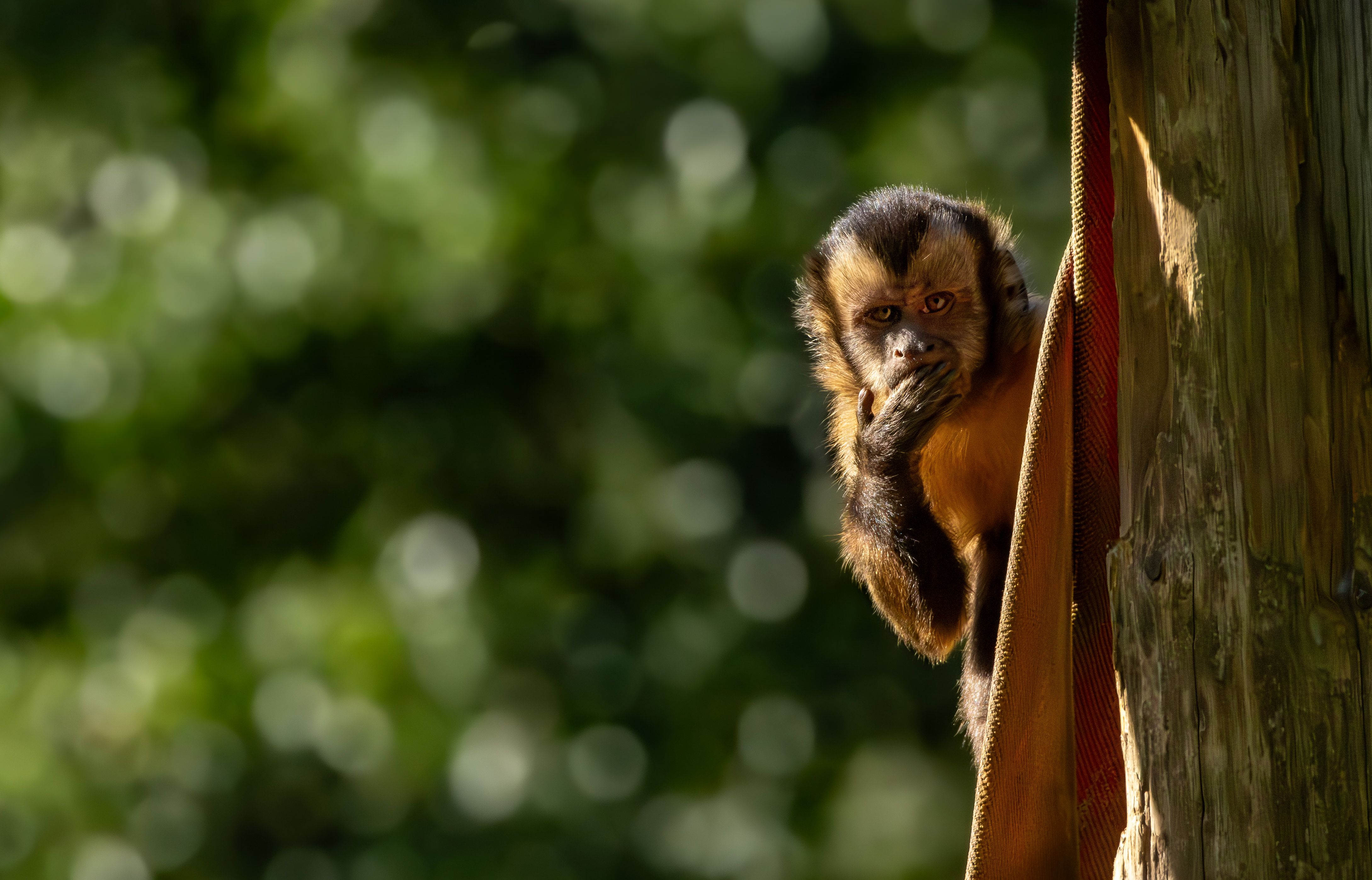 Capuchin Monkey Peeking from Tree in Belgium · Free Stock Photo