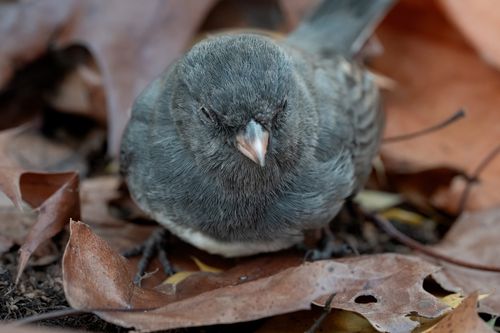 Free Close-up of a dark-eyed junco bird nestled among fall leaves in Darien, Connecticut. Stock Photo