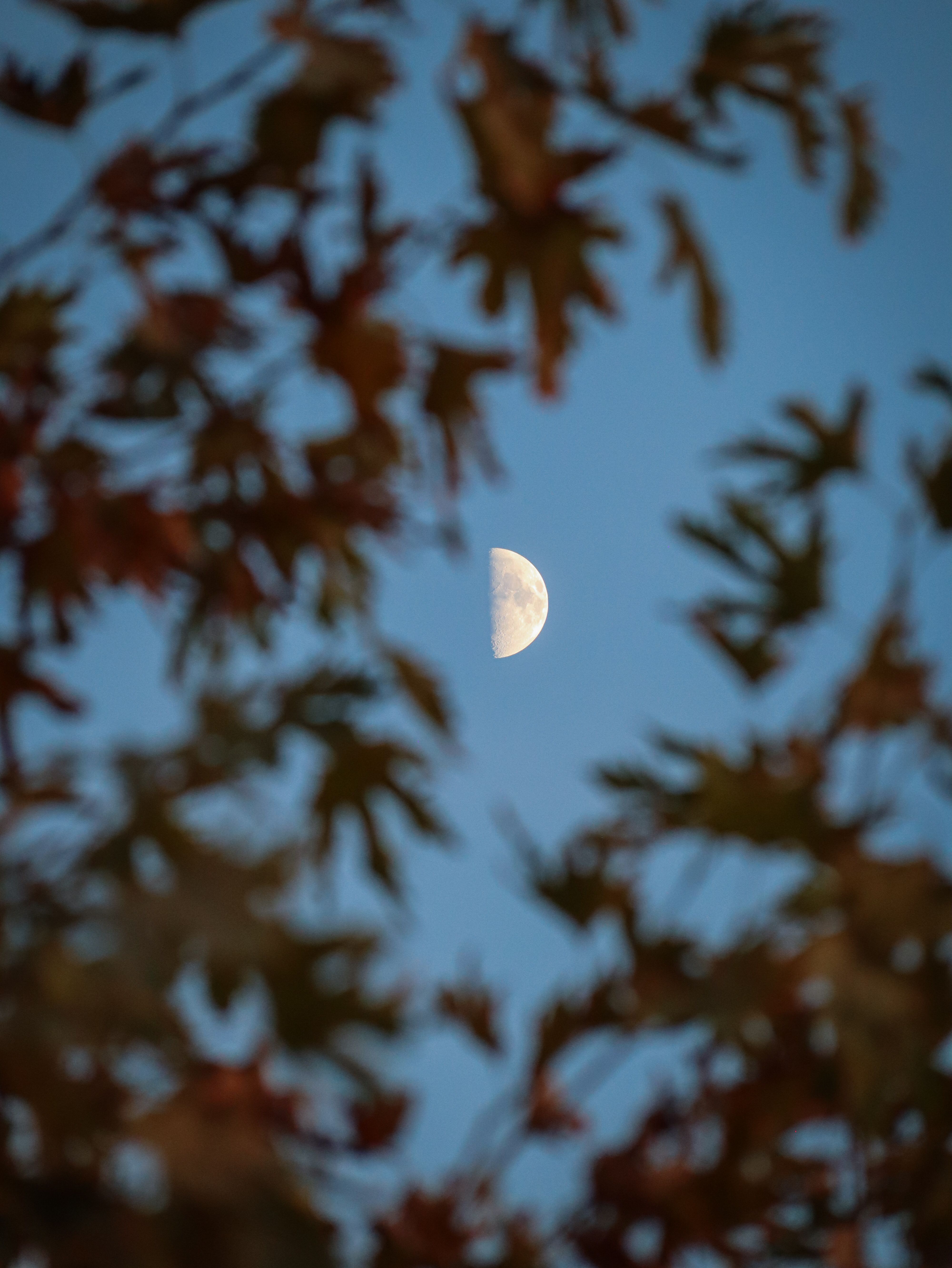 View of a Autumnal Tree and Full Moon against a Dark Night Sky · Free ...